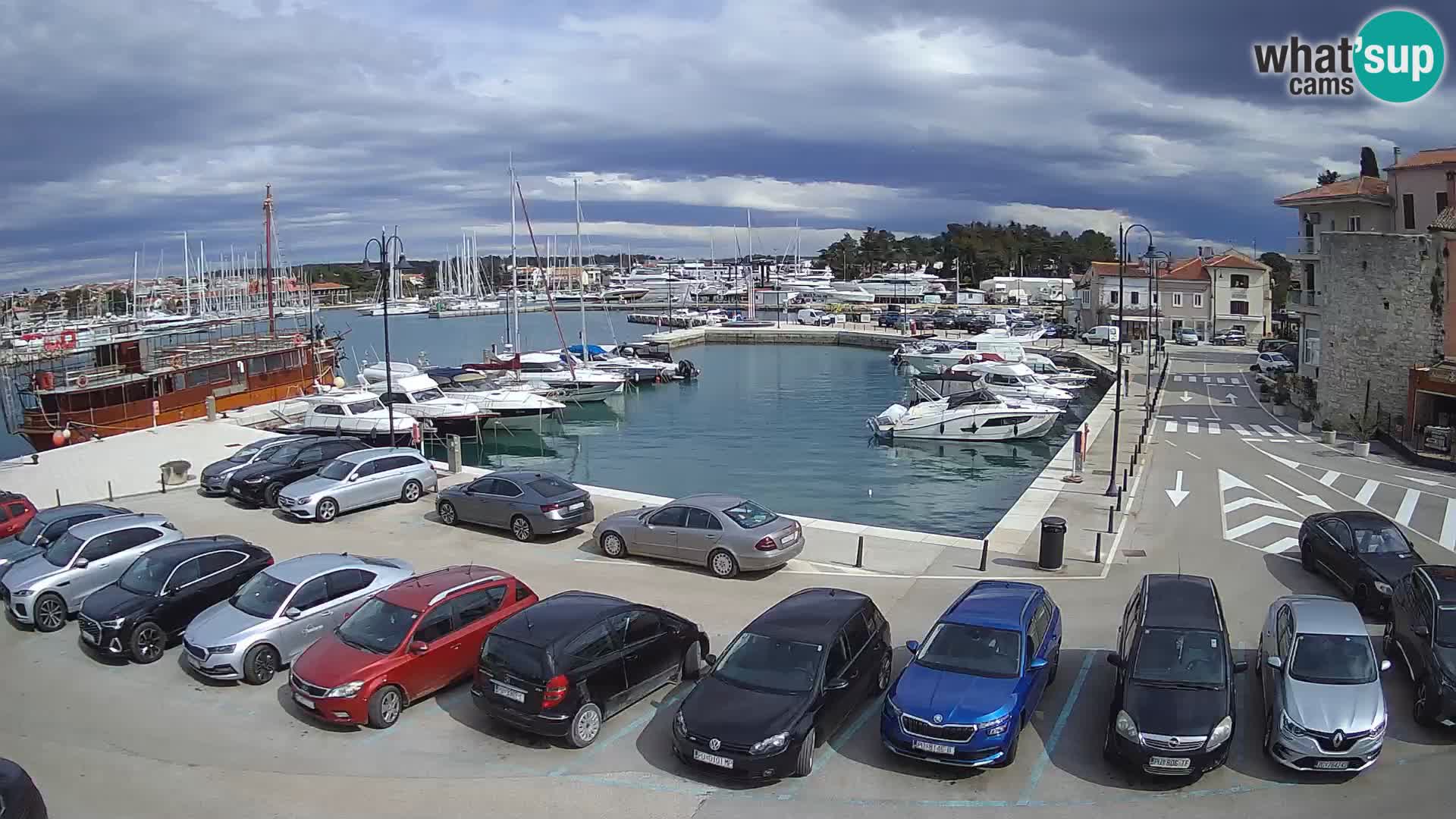 Novigrad | Porporela marina