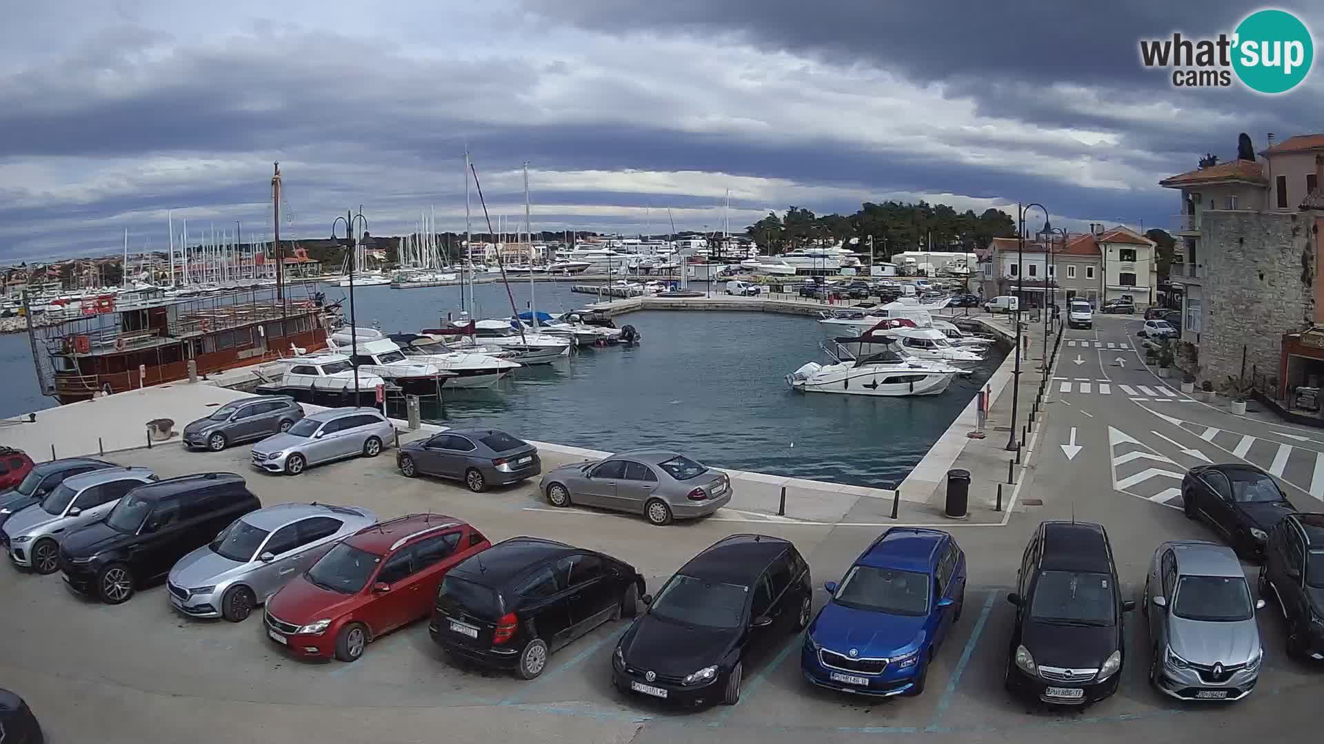 Novigrad | Porporela marina