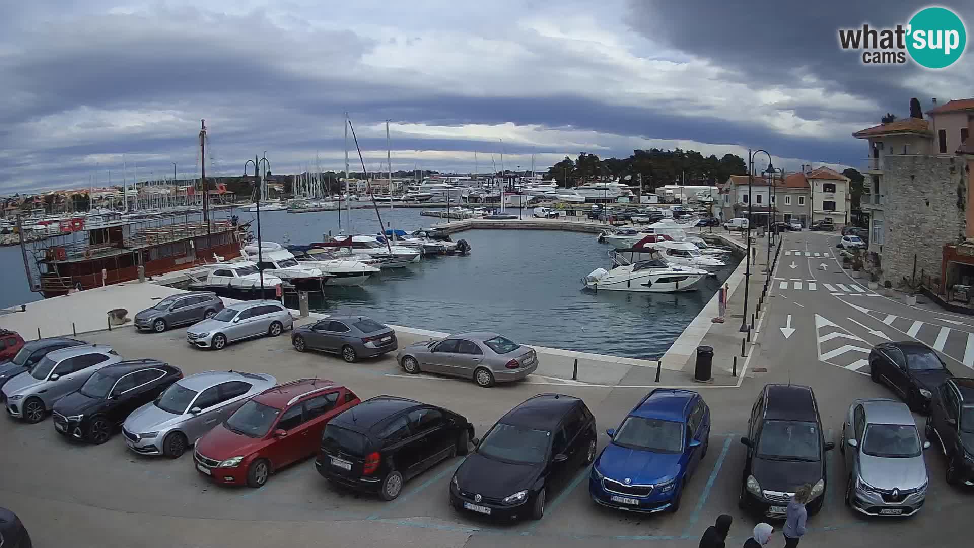 Novigrad | Porporela marina