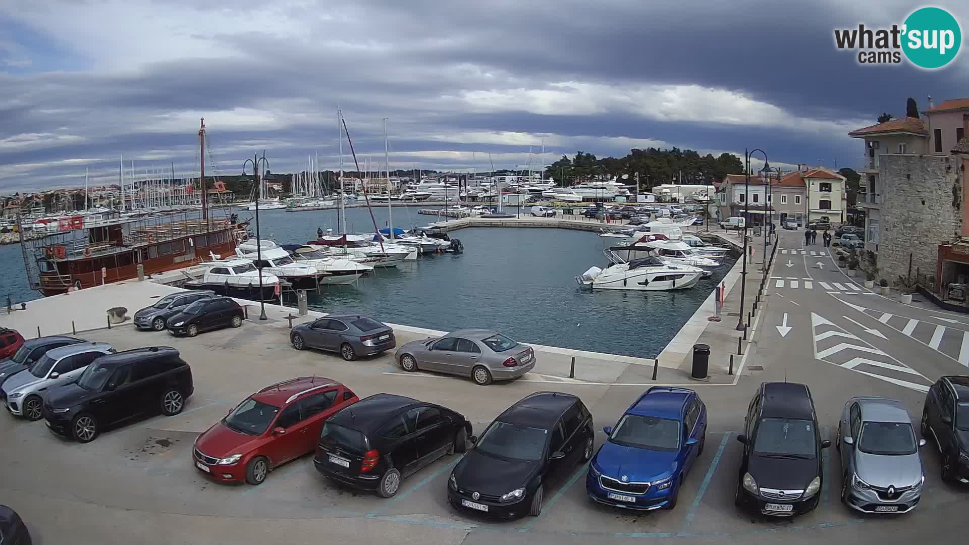 Novigrad | Porporela marina