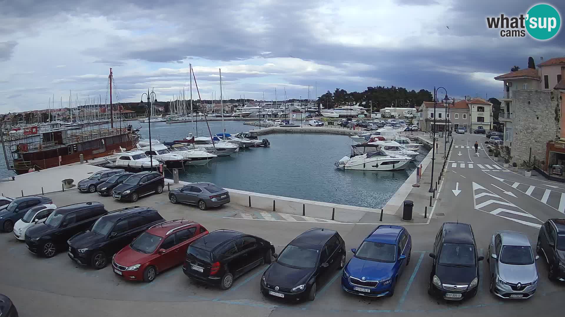 Novigrad | Porporela marina