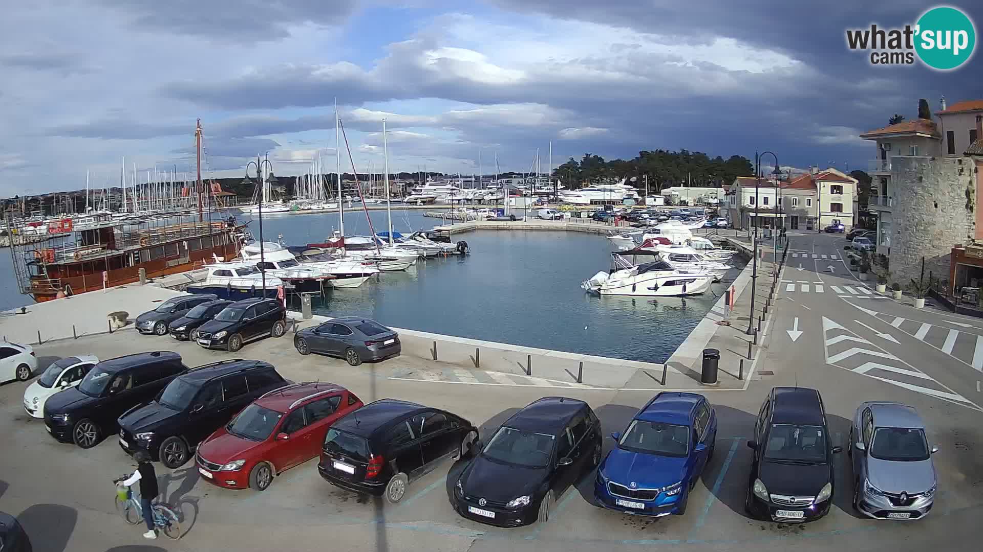 Novigrad | Porporela marina