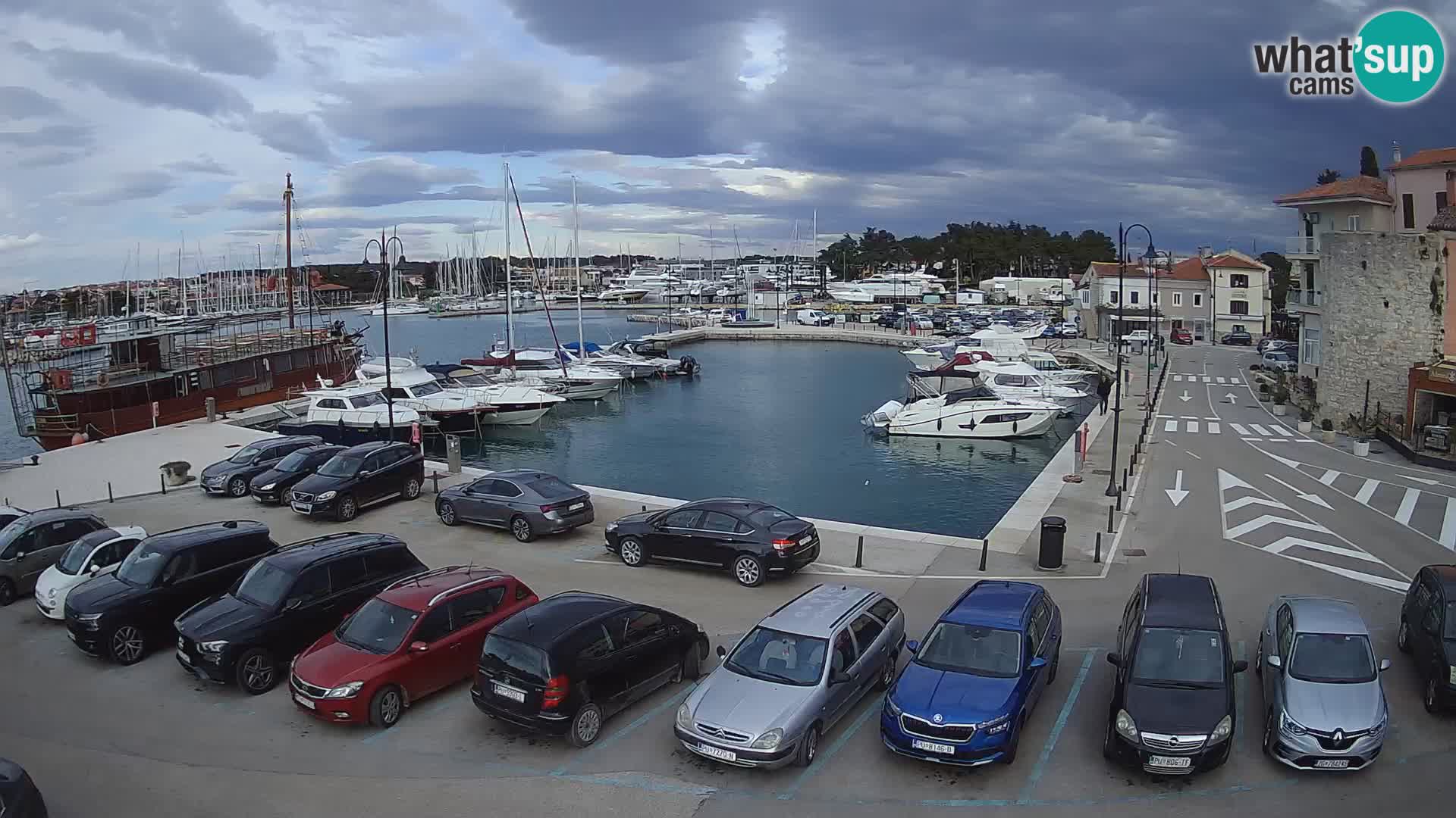 Novigrad | Porporela marina