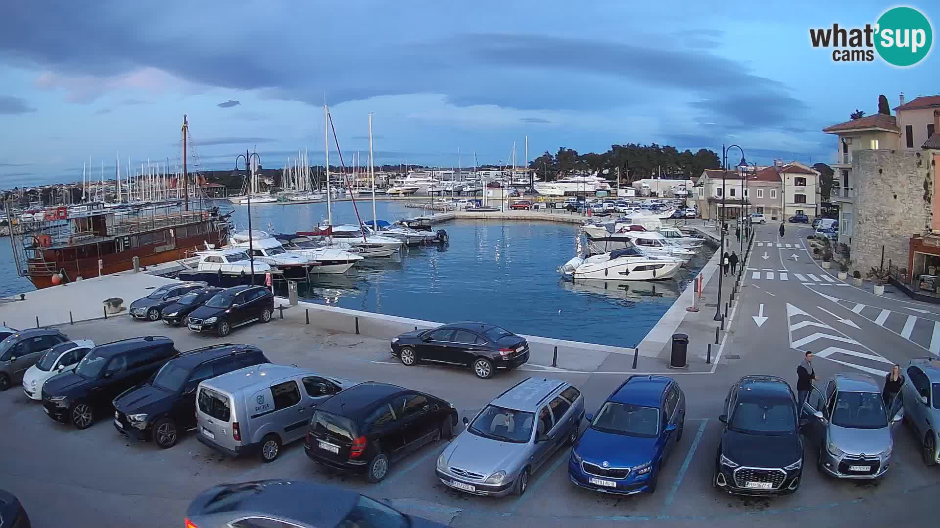 Novigrad | Porporela marina