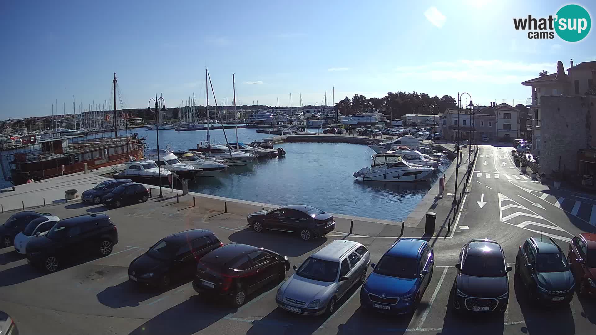 Novigrad | Porporela marina