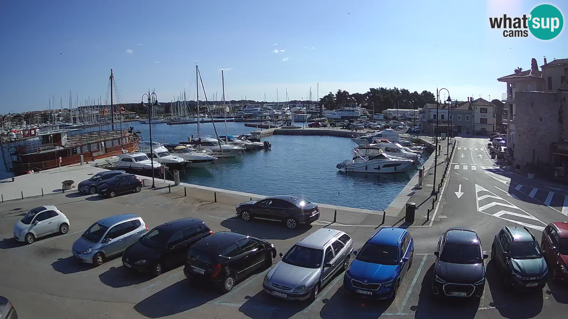 Novigrad | Porporela marina