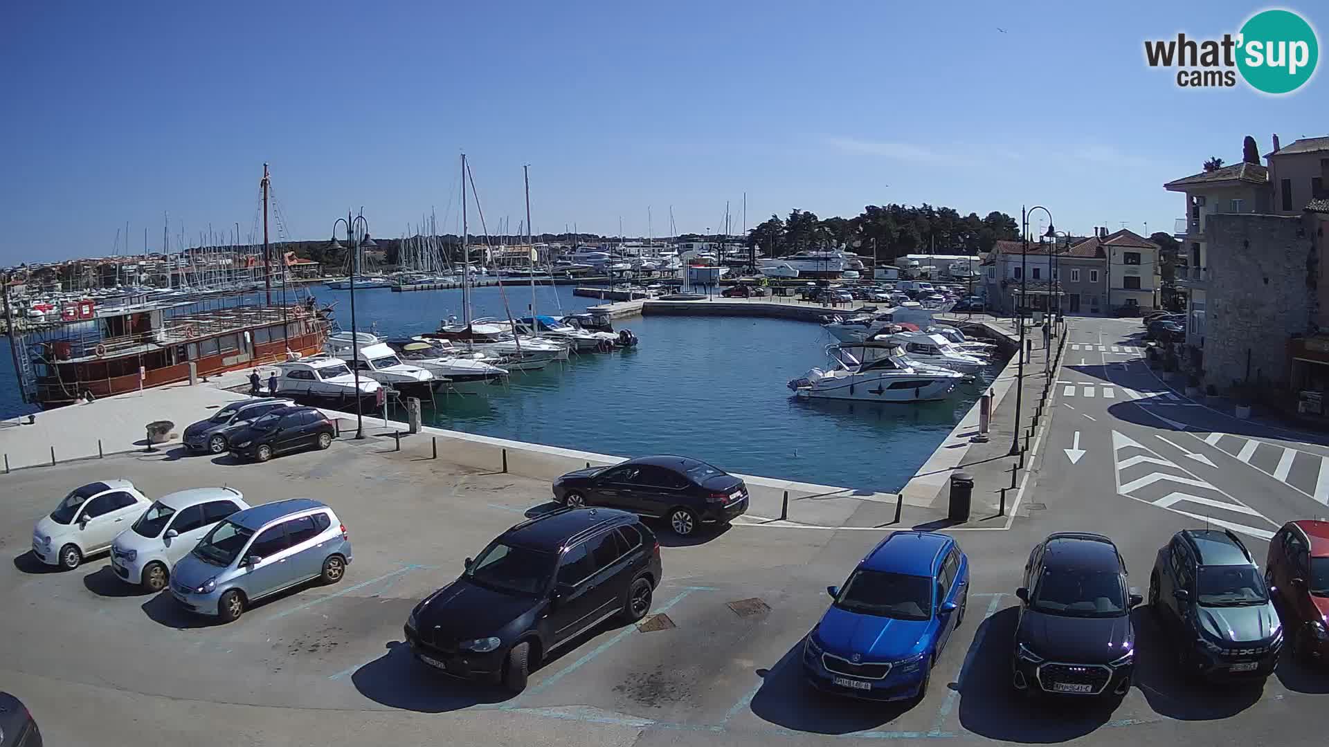 Novigrad | Porporela marina