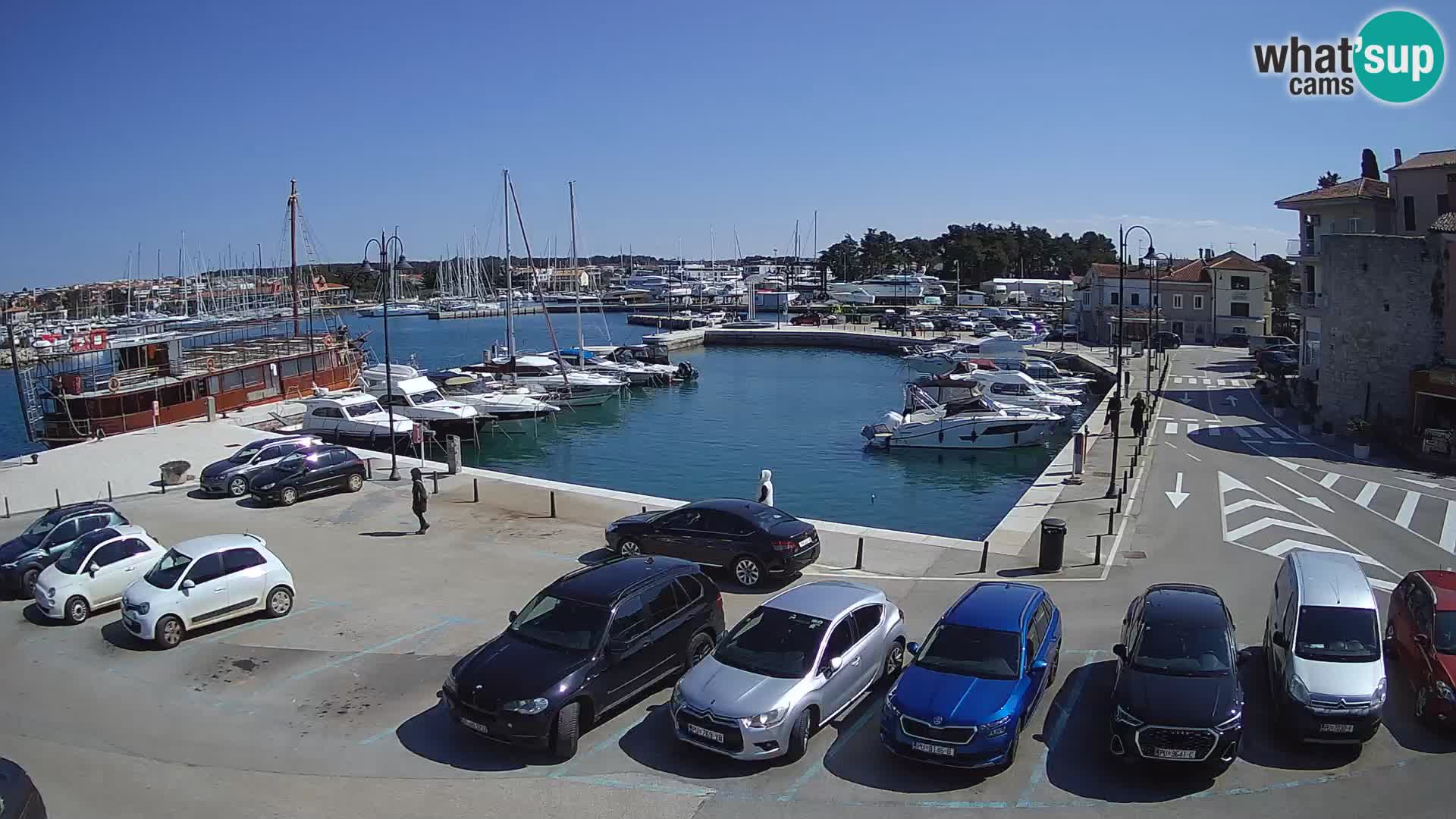 Novigrad | Porporela marina