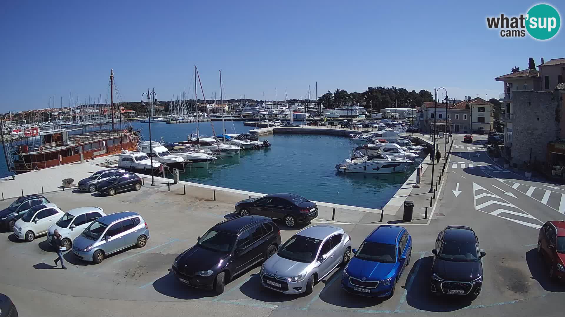 Novigrad | Porporela marina