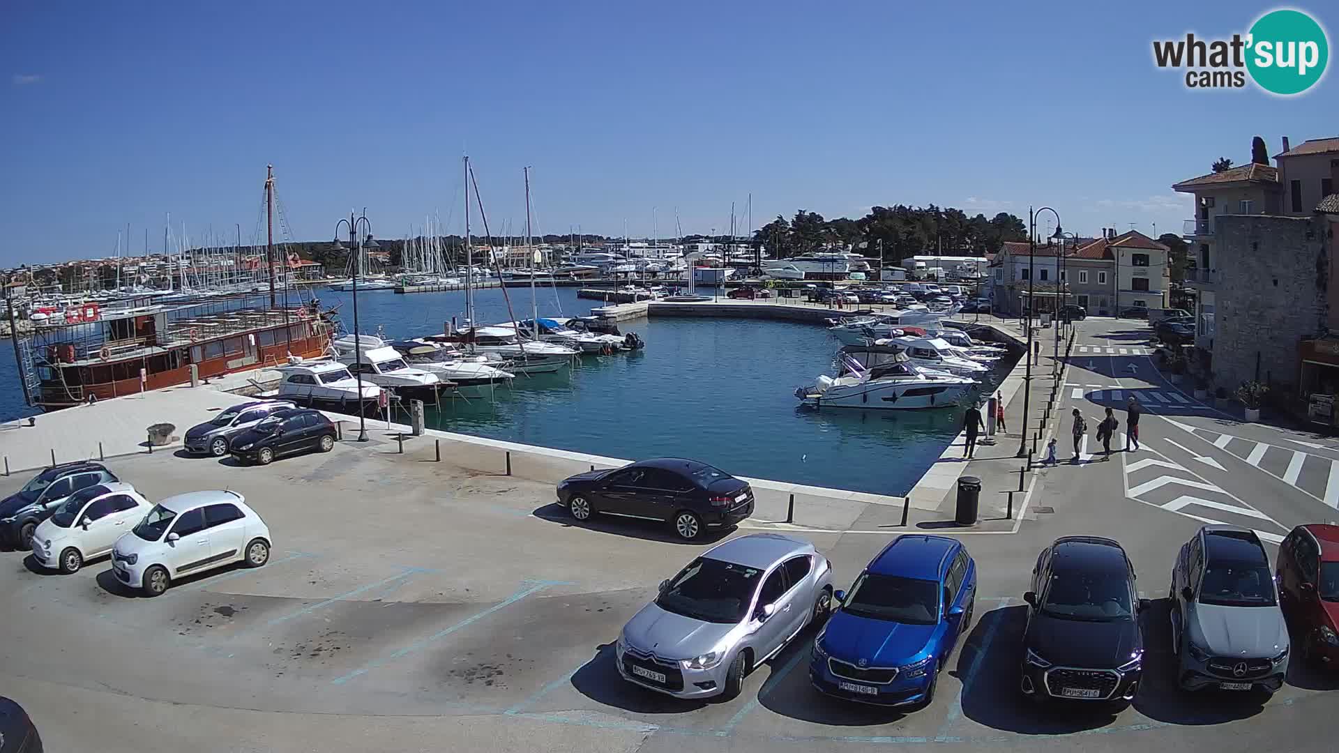 Novigrad | Porporela marina