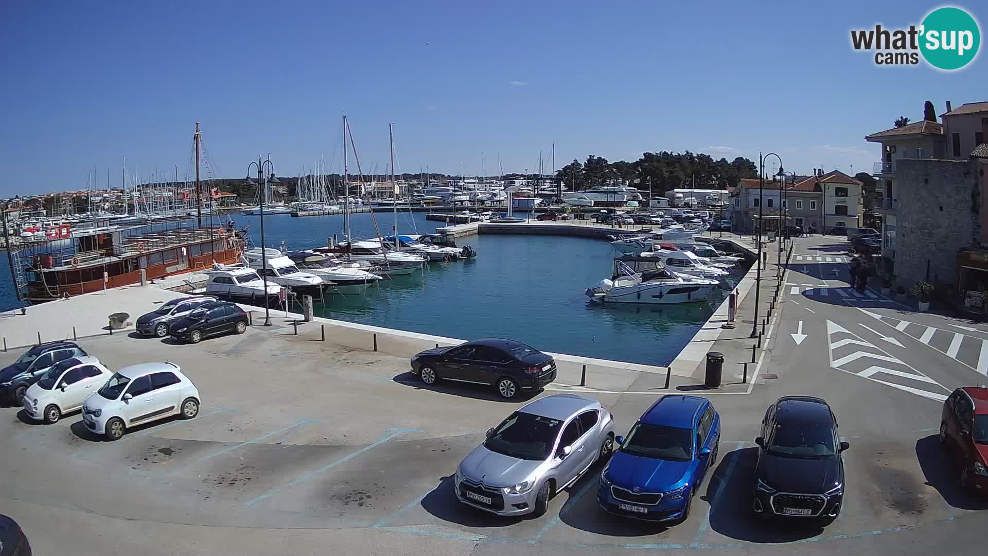Novigrad | Porporela marina