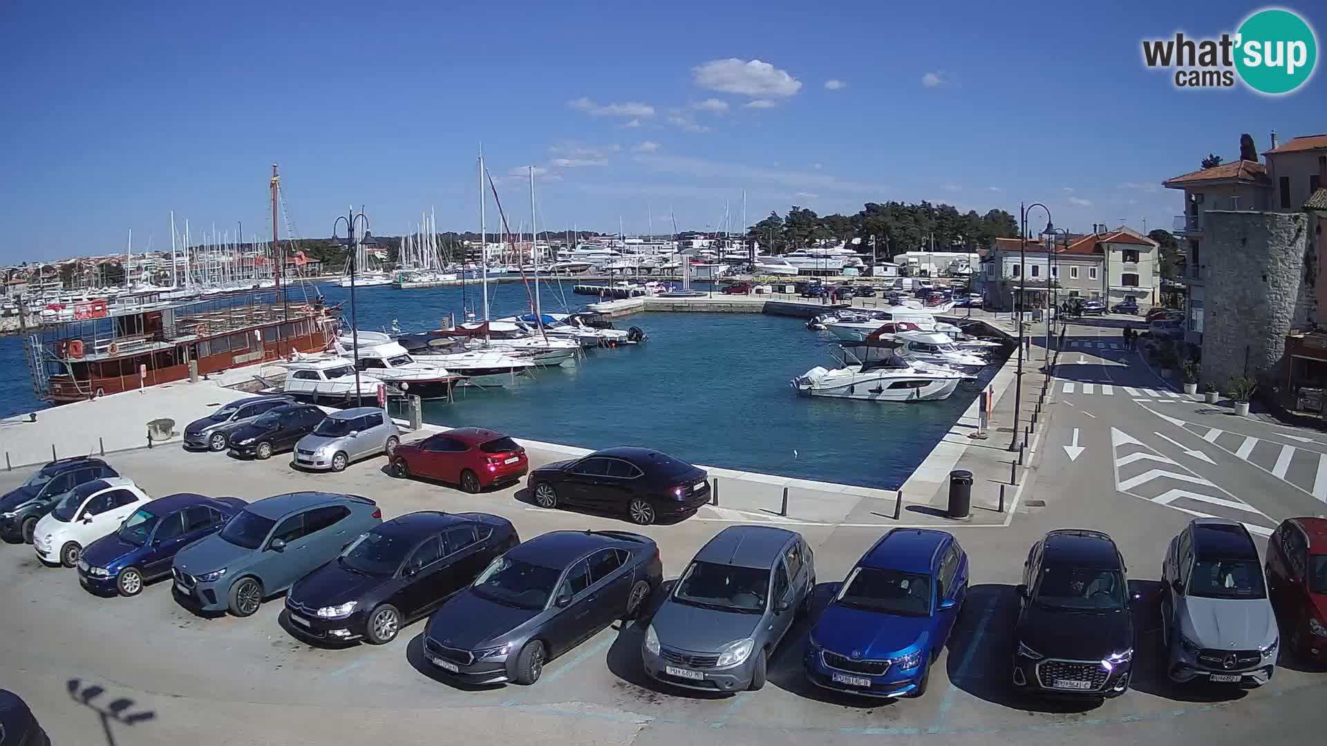 Novigrad | Porporela marina