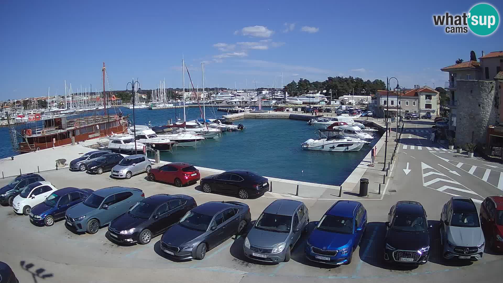 Novigrad | Porporela marina