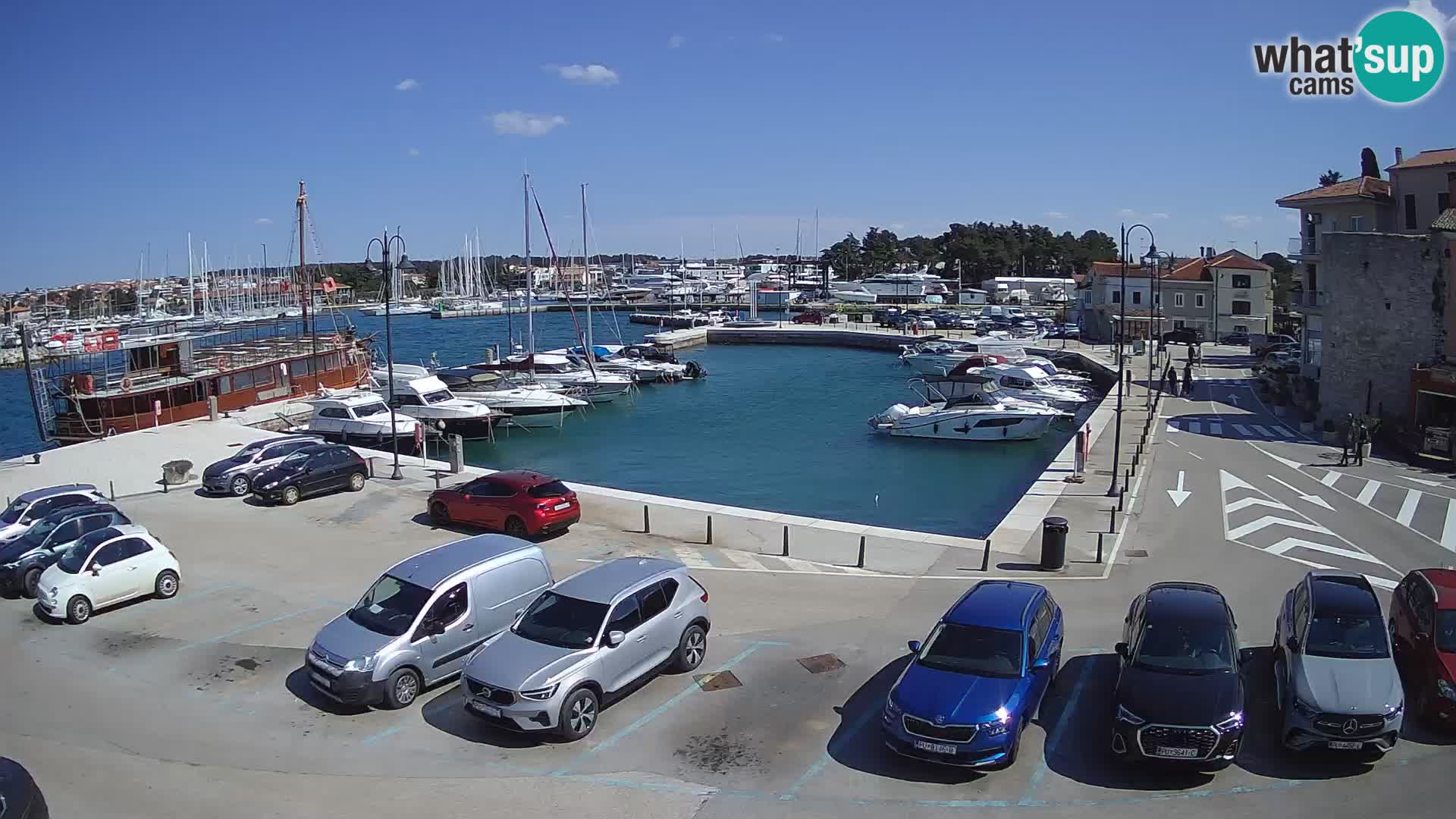 Novigrad | Porporela marina