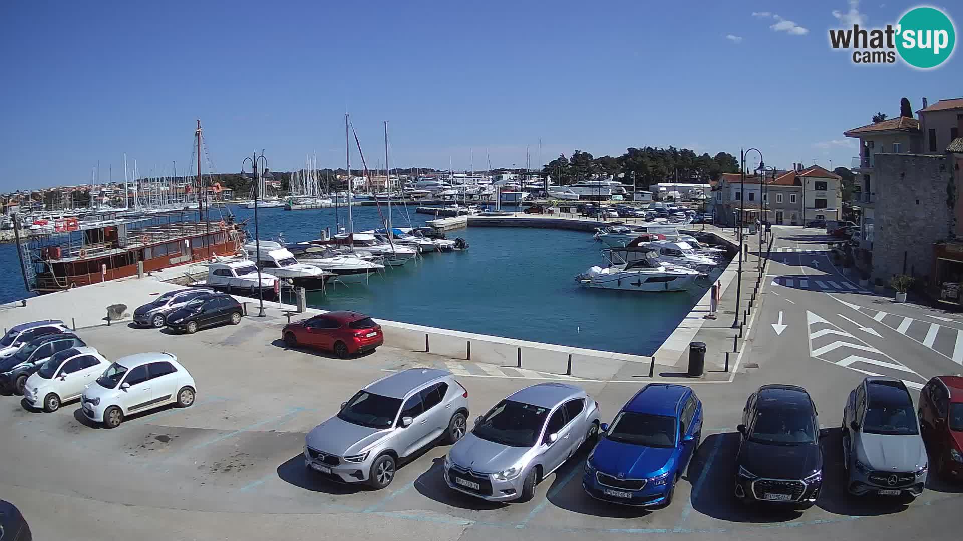 Novigrad | Porporela marina