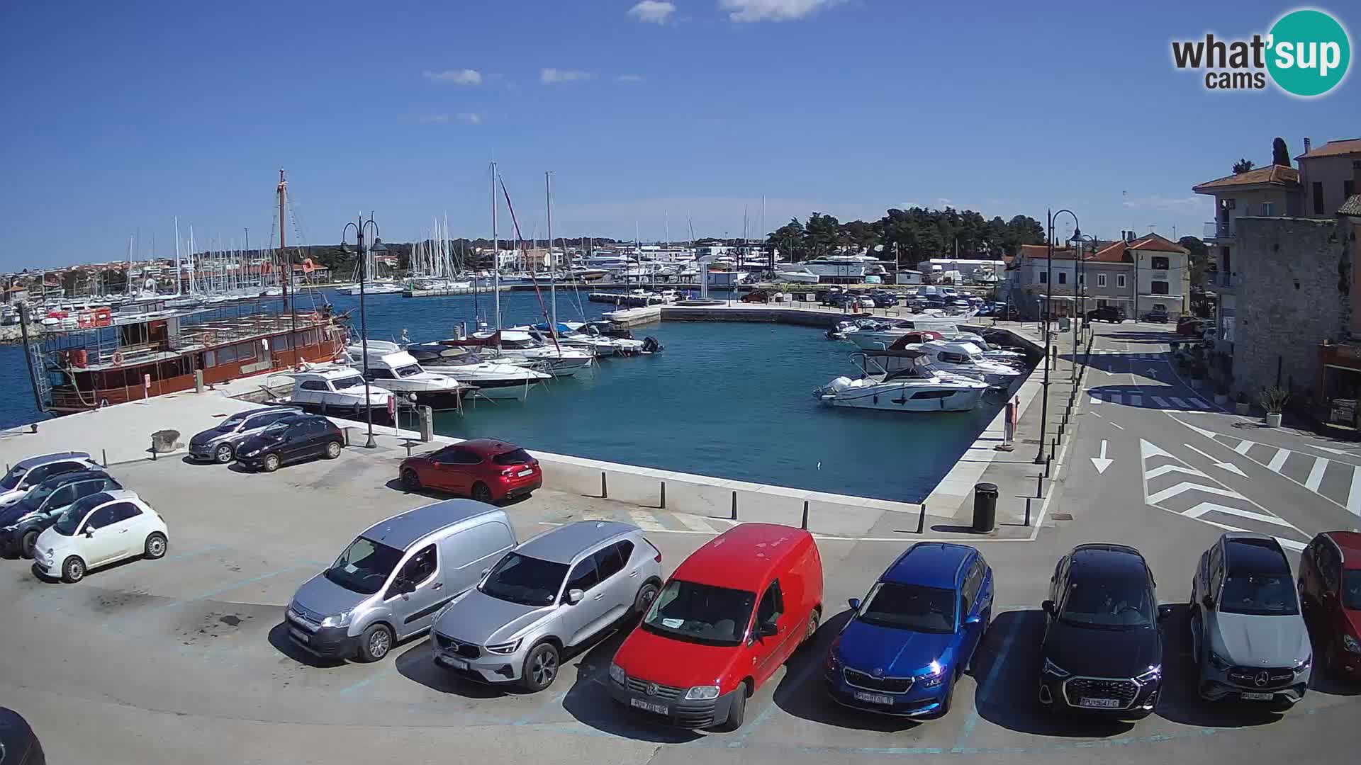 Novigrad | Porporela marina