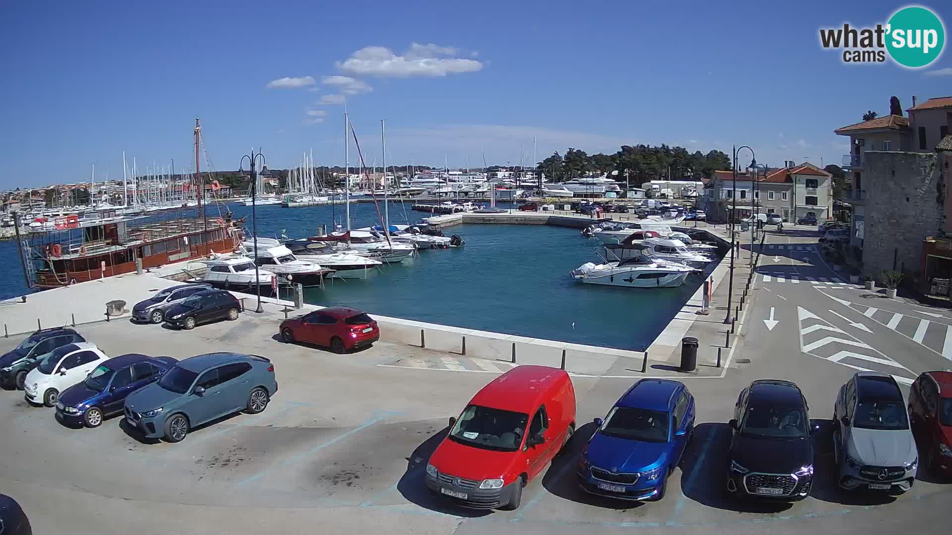 Novigrad | Porporela marina