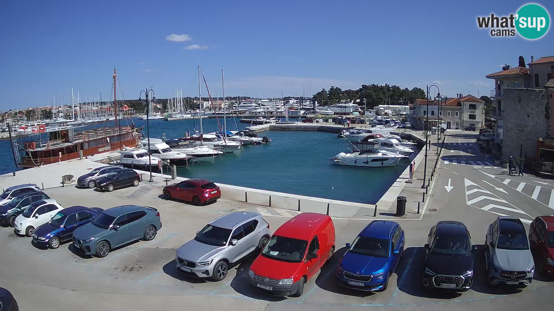 Novigrad | Porporela marina