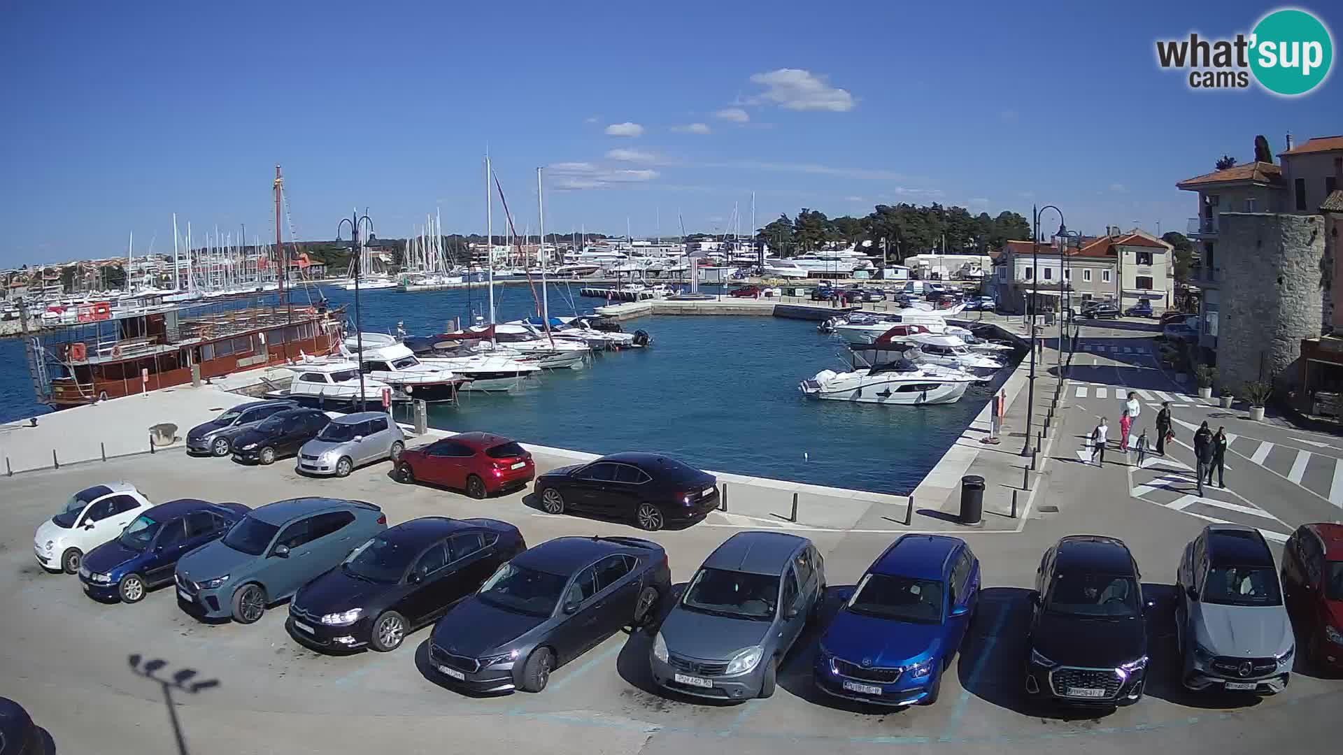 Novigrad | Porporela marina