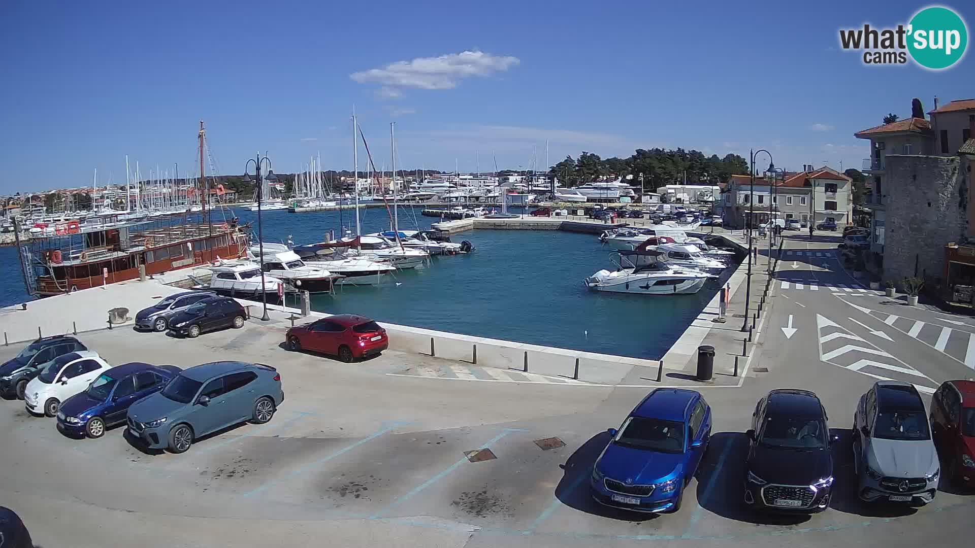 Novigrad | Porporela marina