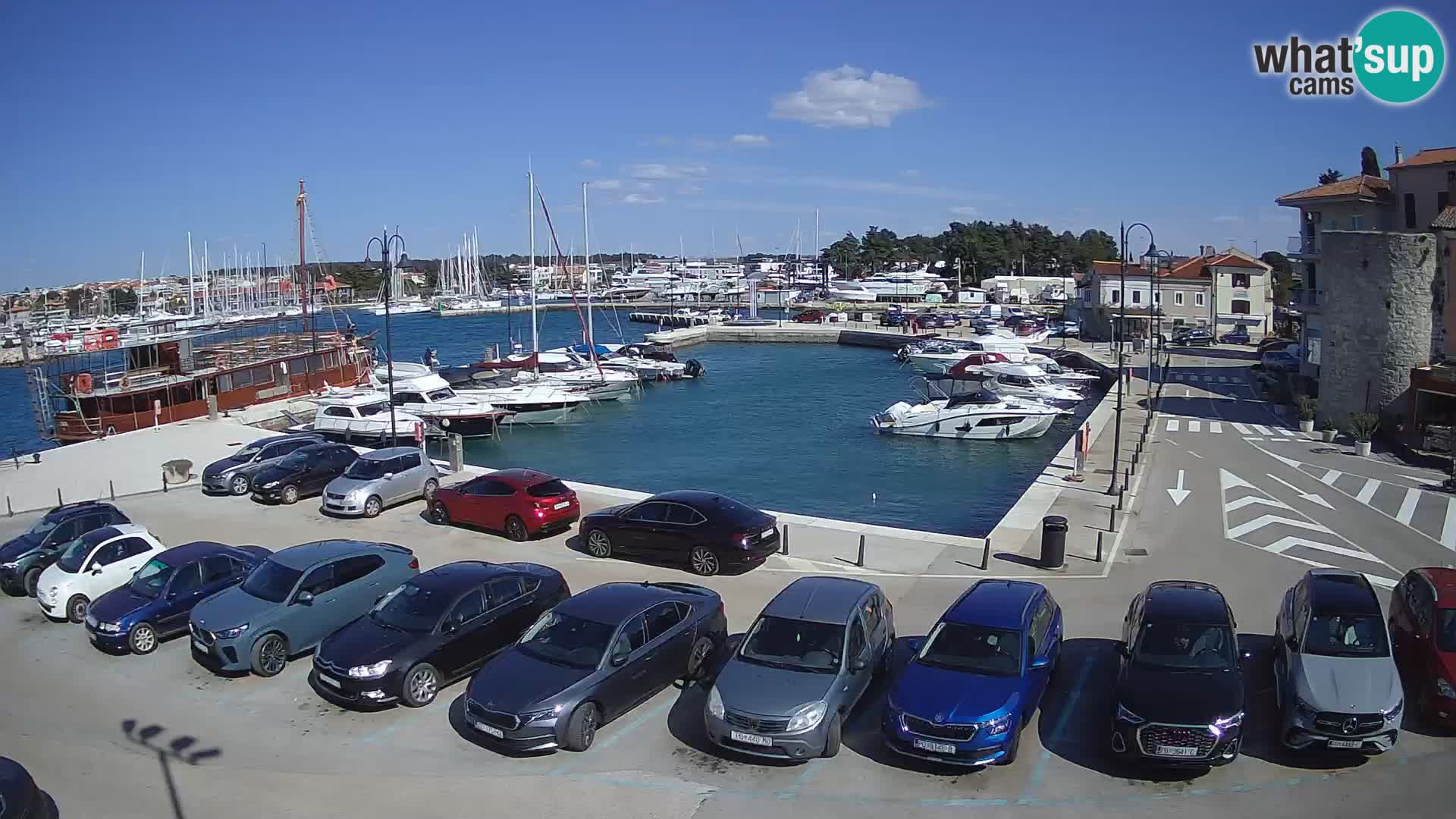 Novigrad | Porporela marina