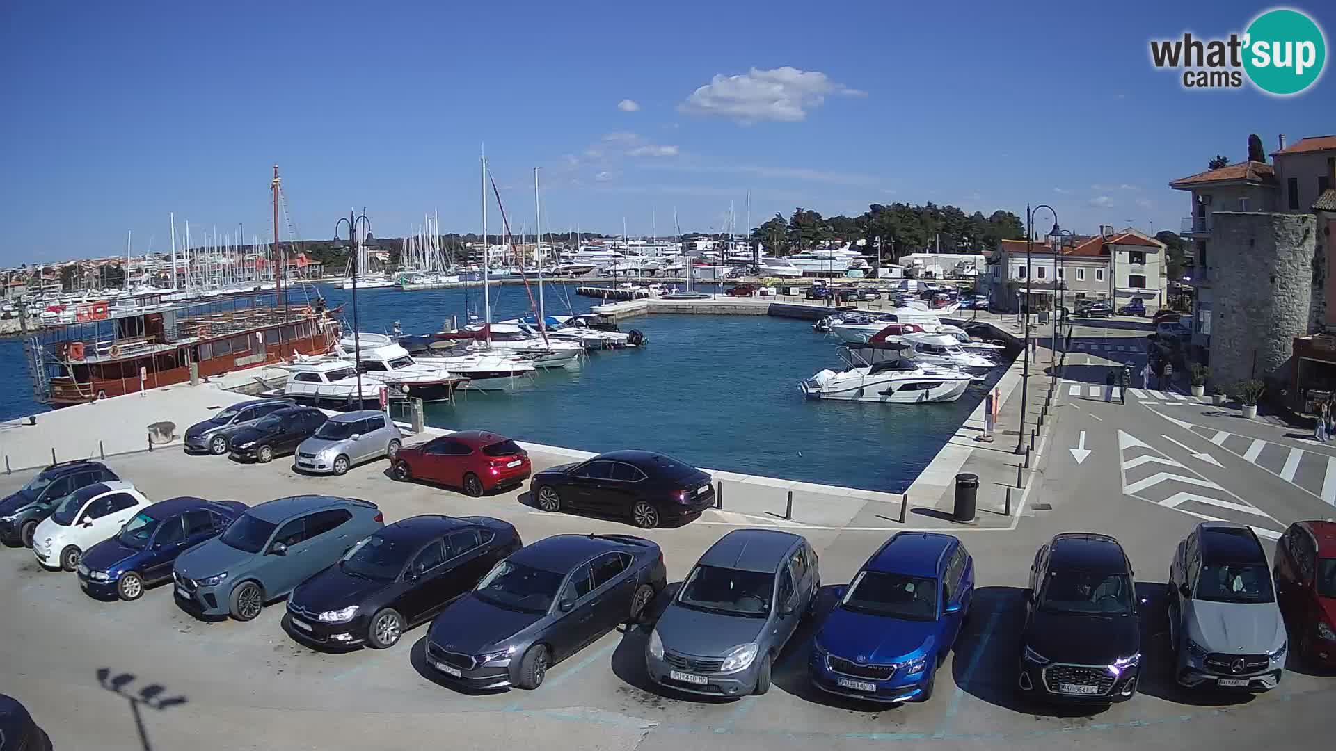 Novigrad | Porporela marina