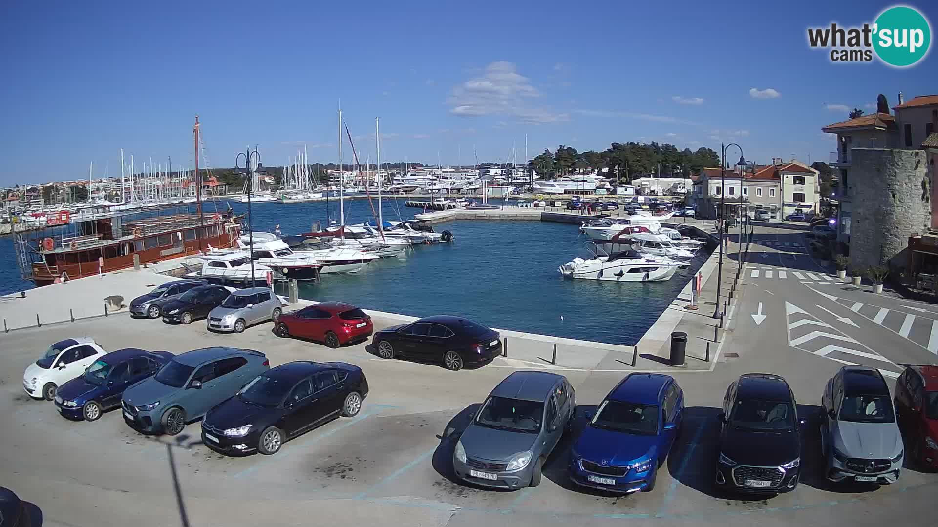 Novigrad | Porporela marina