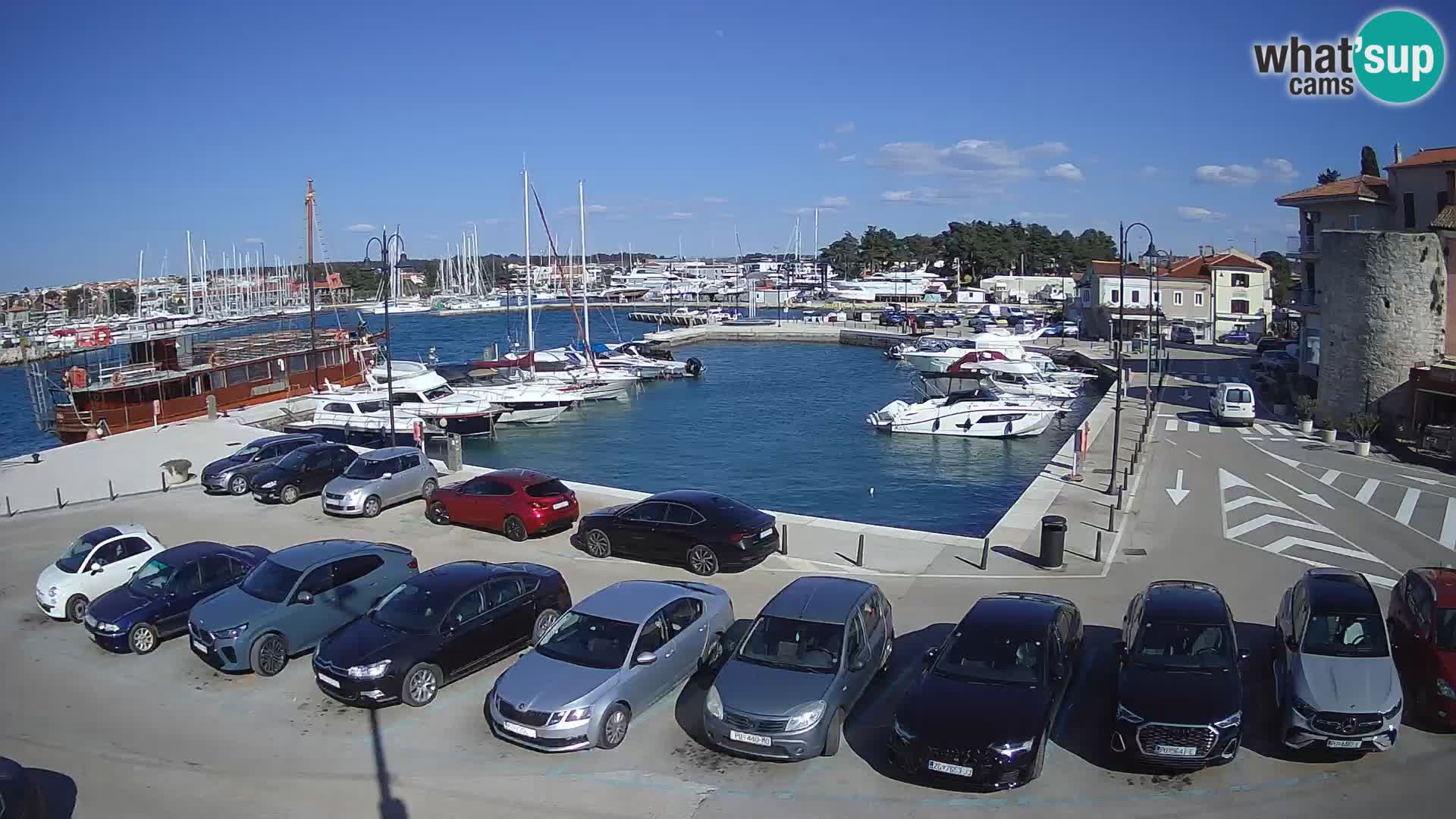 Novigrad | Porporela marina