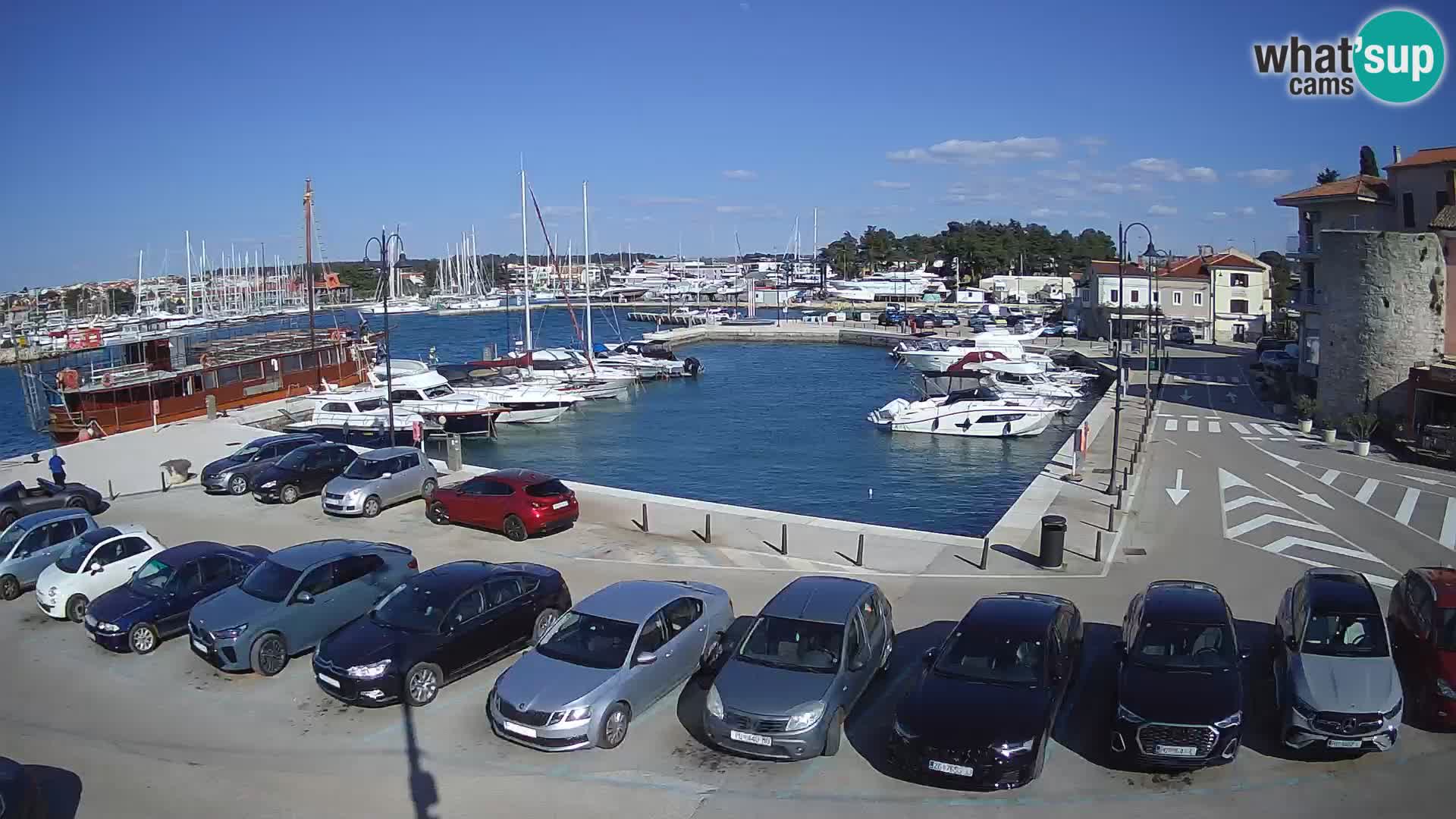 Novigrad | Porporela marina