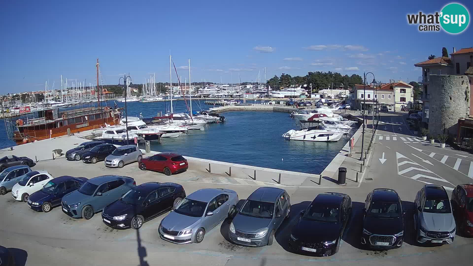 Novigrad | Porporela marina