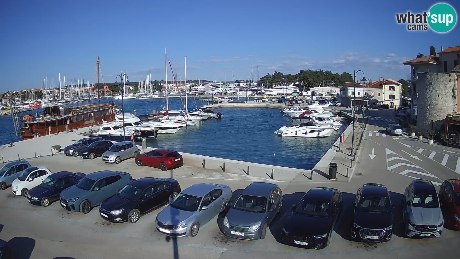 Novigrad | Porporela marina