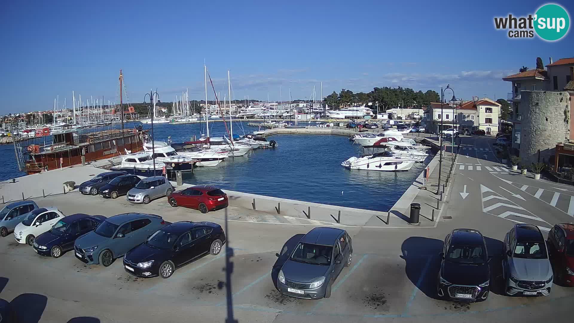 Novigrad | Porporela marina
