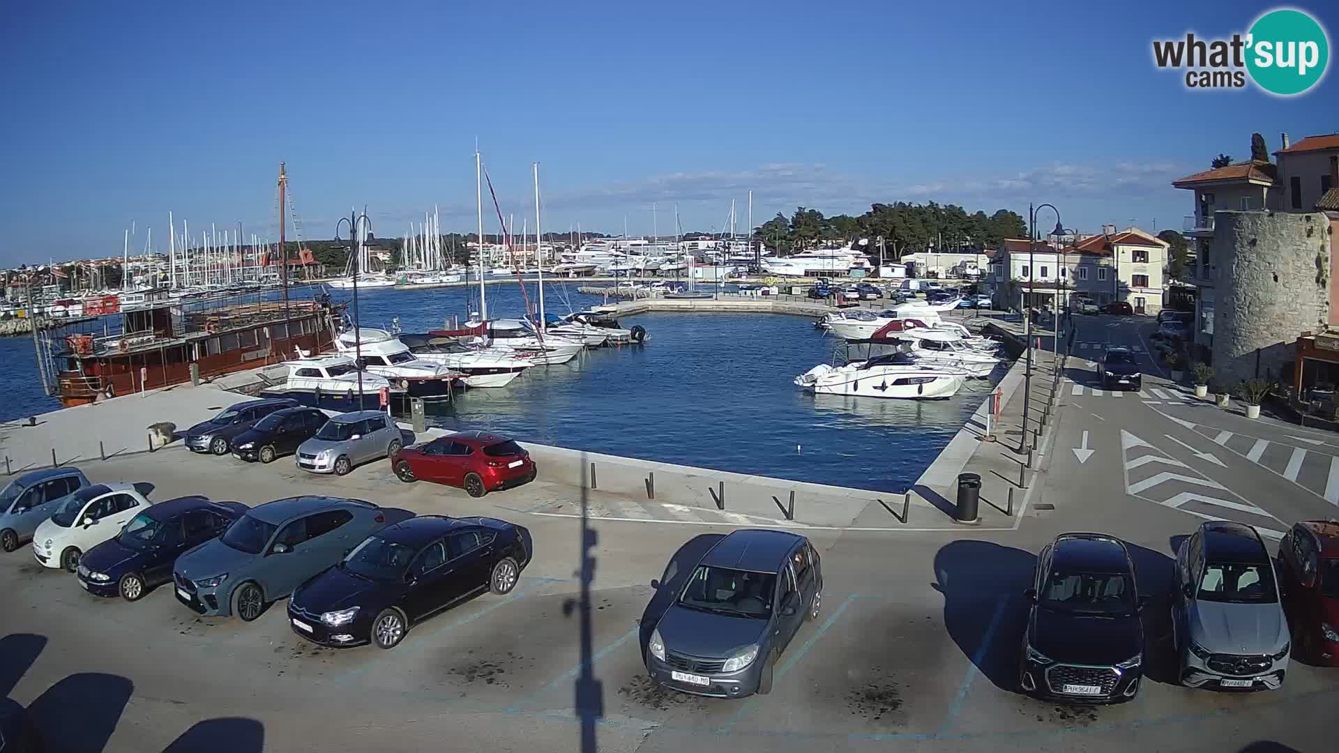 Novigrad | Porporela marina