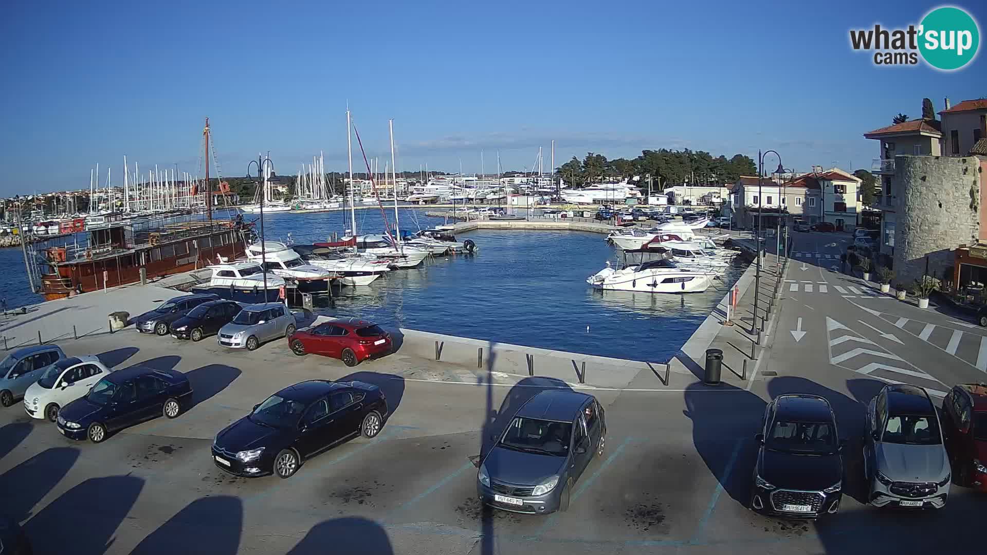 Novigrad | Porporela marina