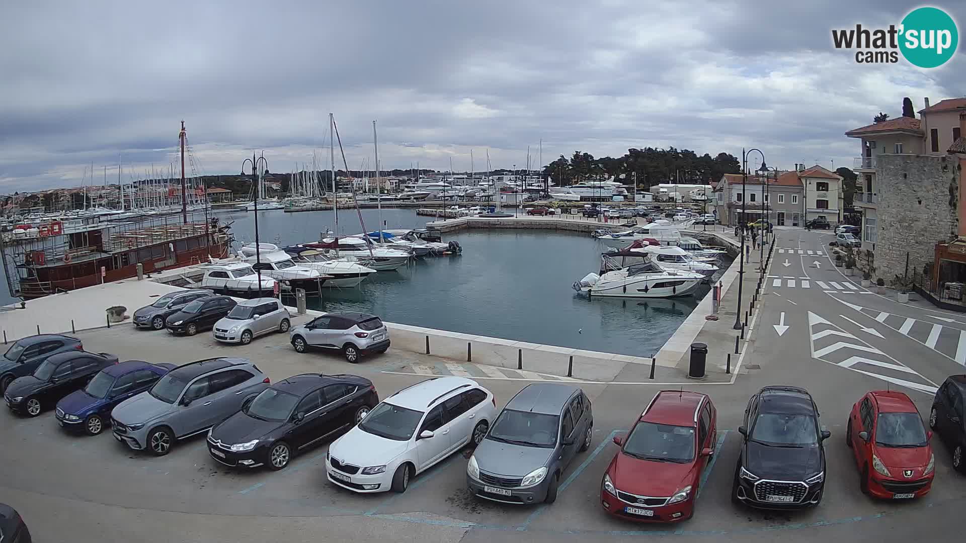 Novigrad | Porporela marina