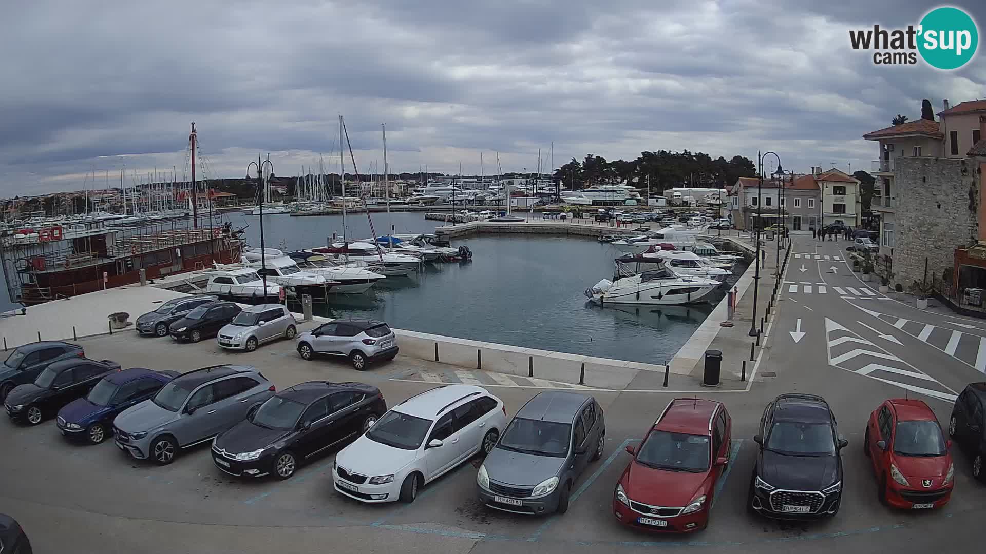 Novigrad | Porporela marina