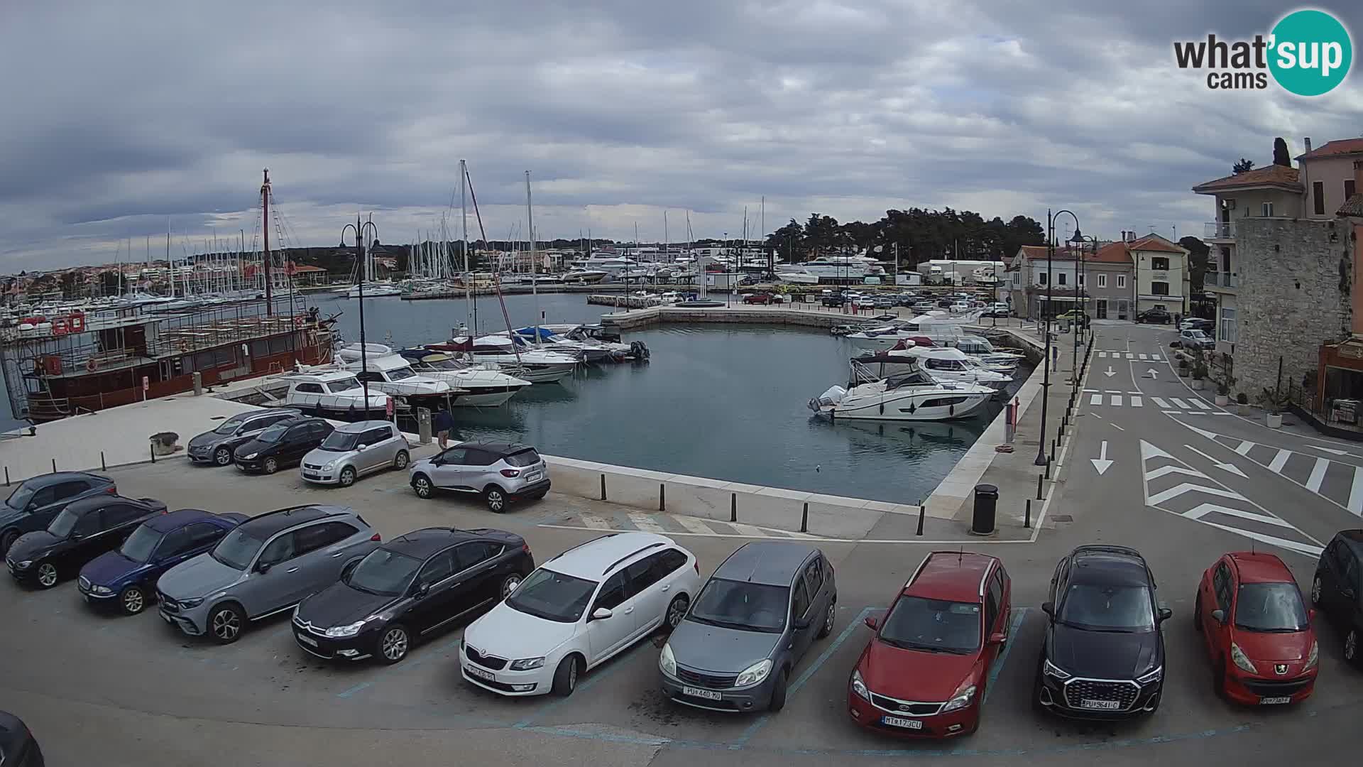 Novigrad | Porporela marina