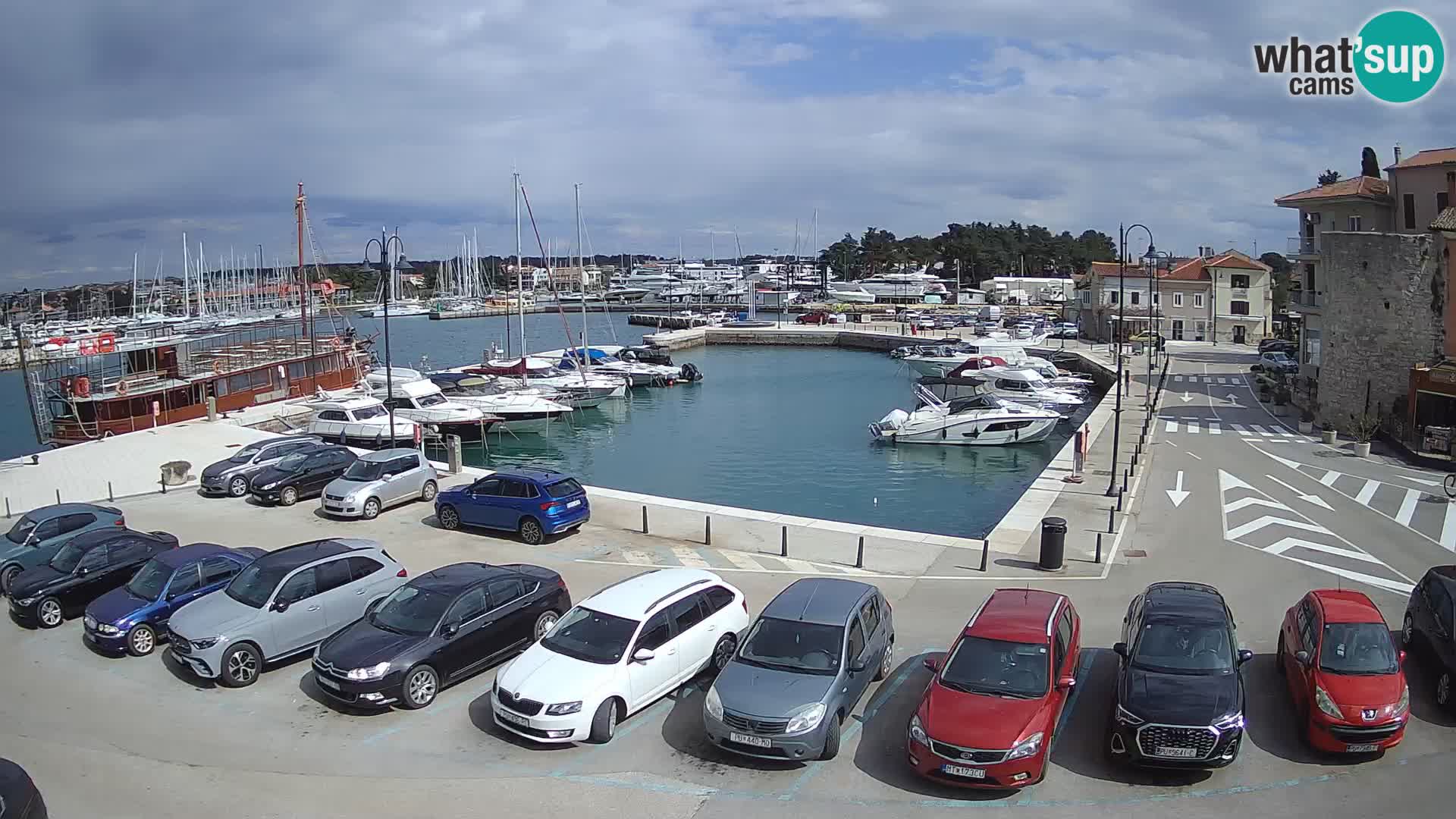 Novigrad | Porporela marina