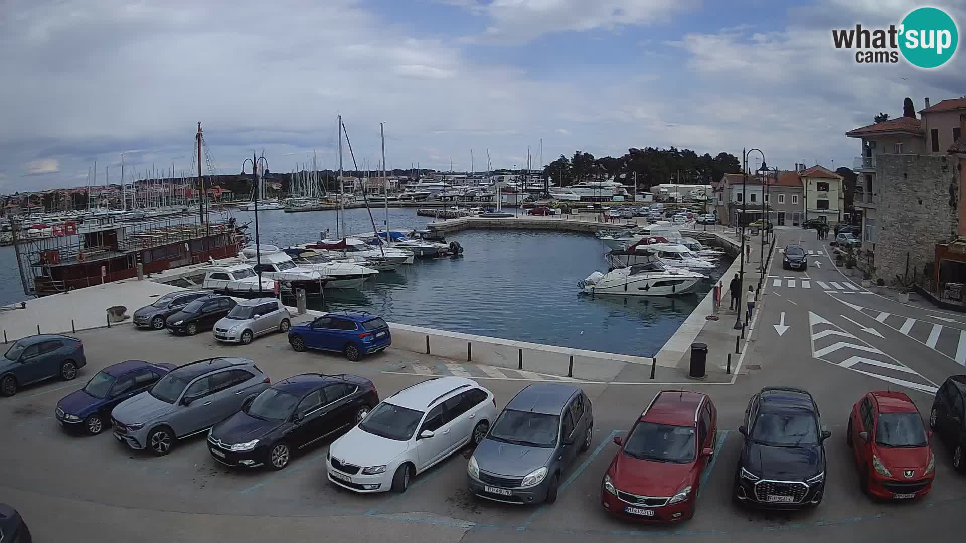Novigrad | Porporela marina