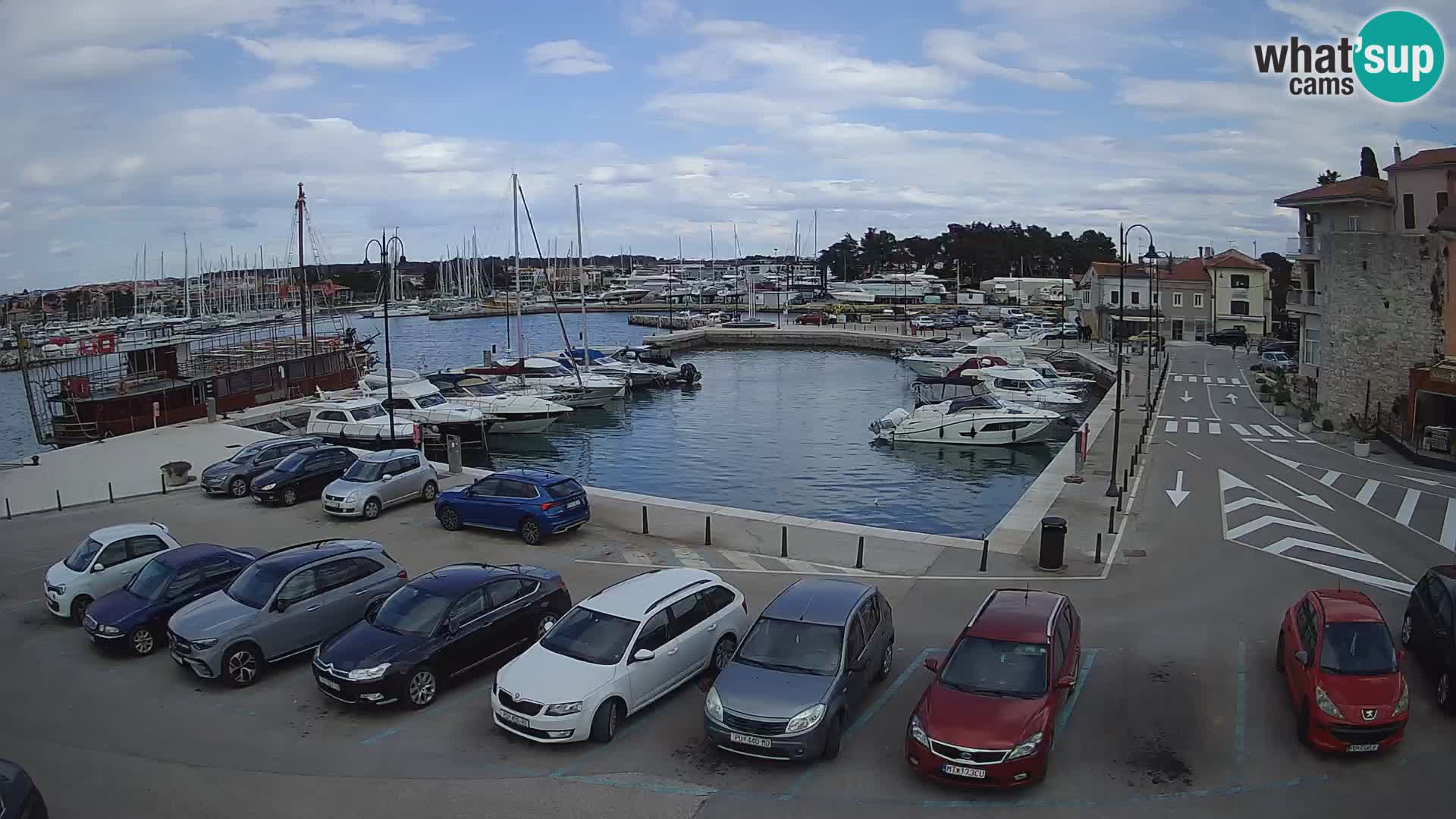 Novigrad | Porporela marina