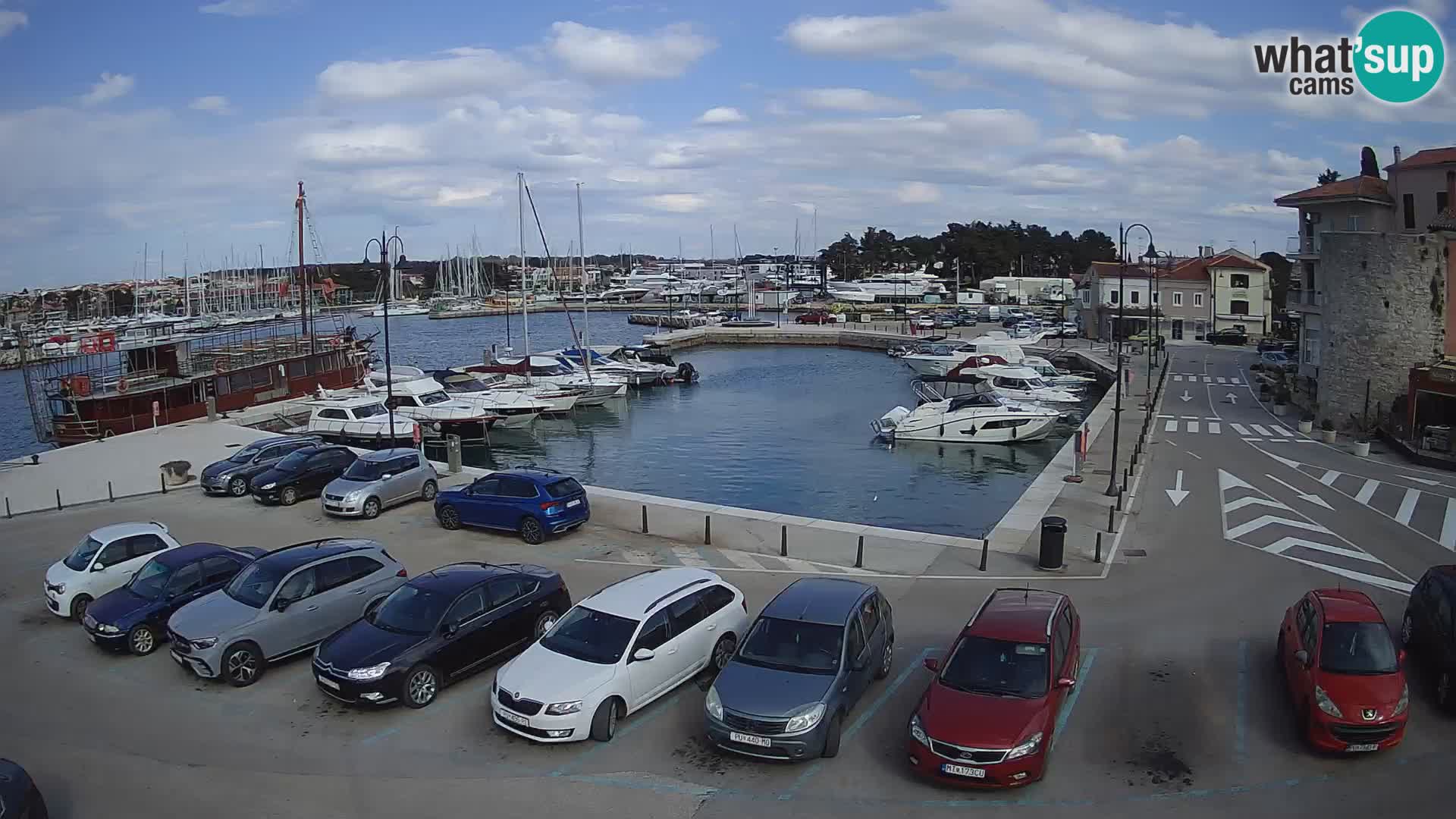 Novigrad | Porporela marina