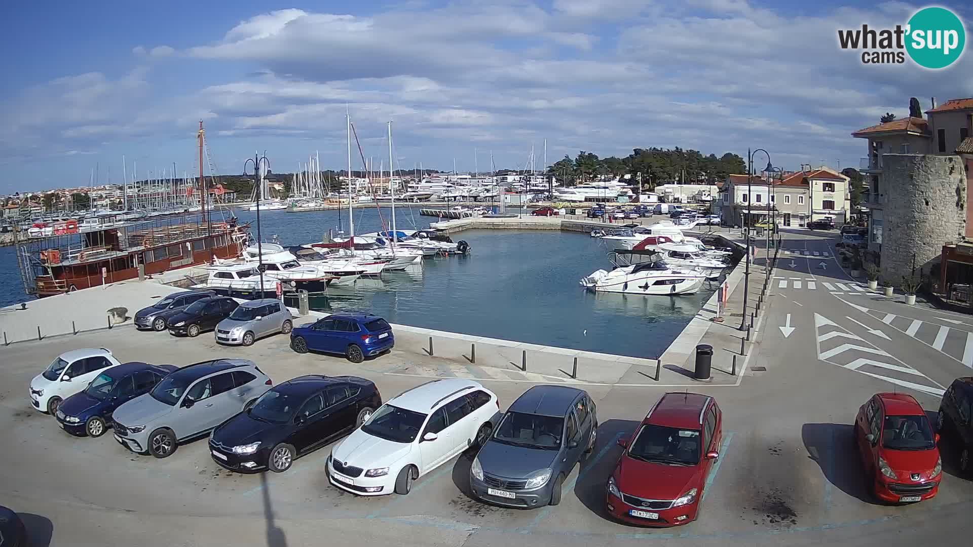 Novigrad | Porporela marina