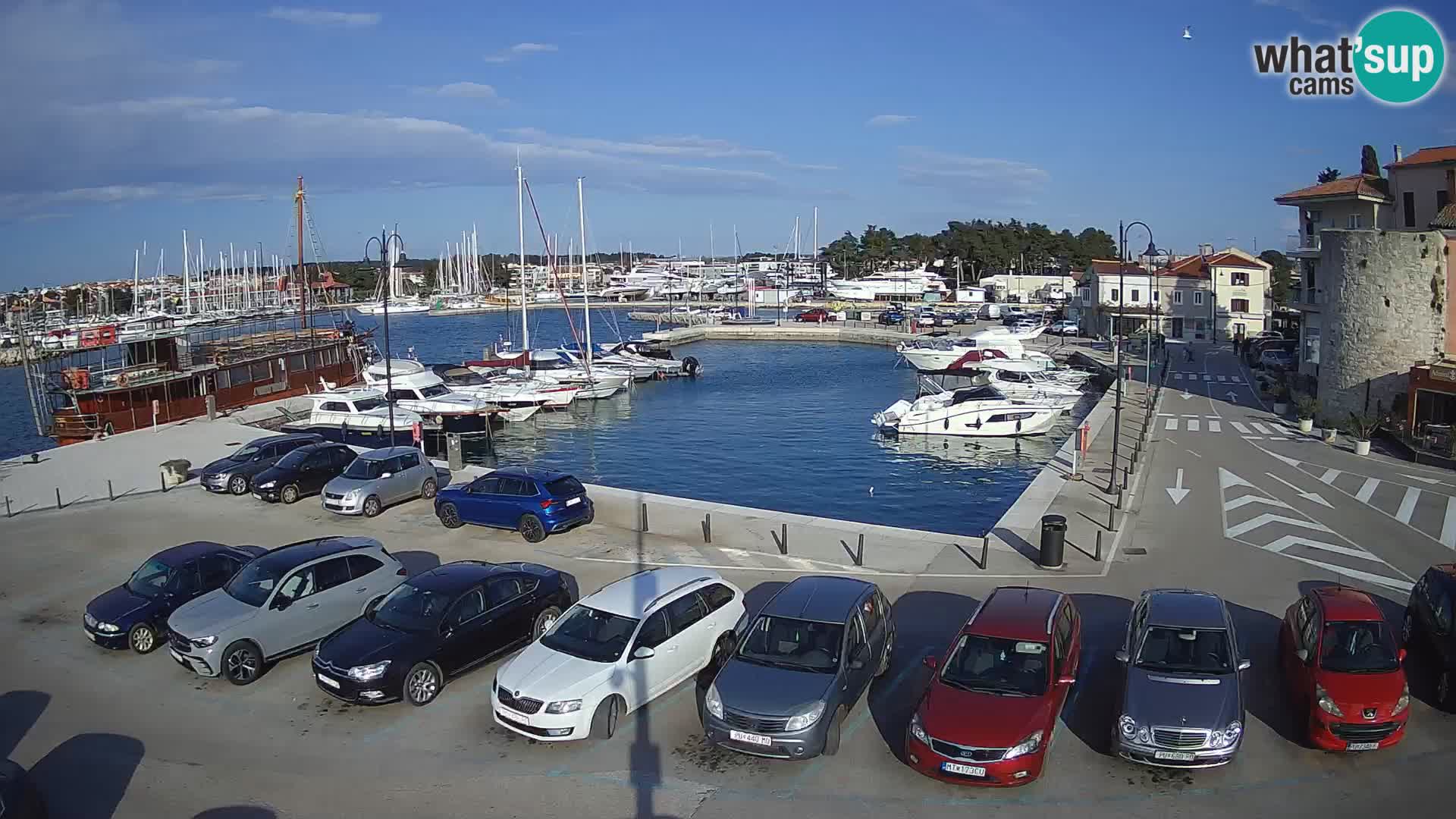 Novigrad | Porporela marina