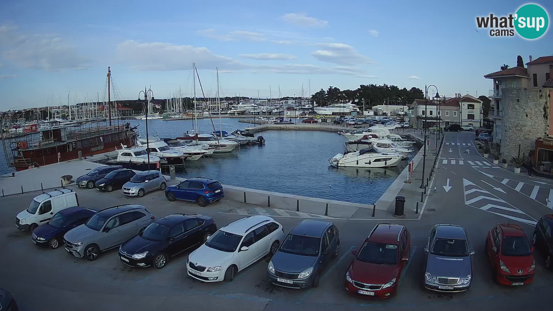 Novigrad | Porporela marina