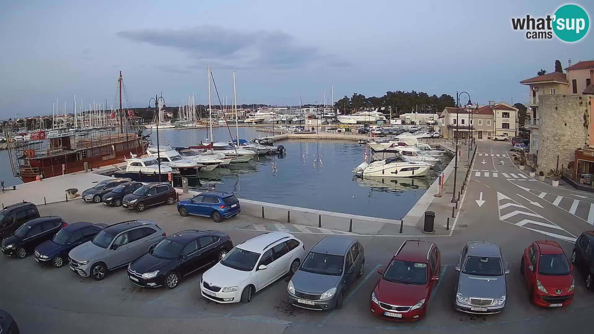 Novigrad | Porporela marina