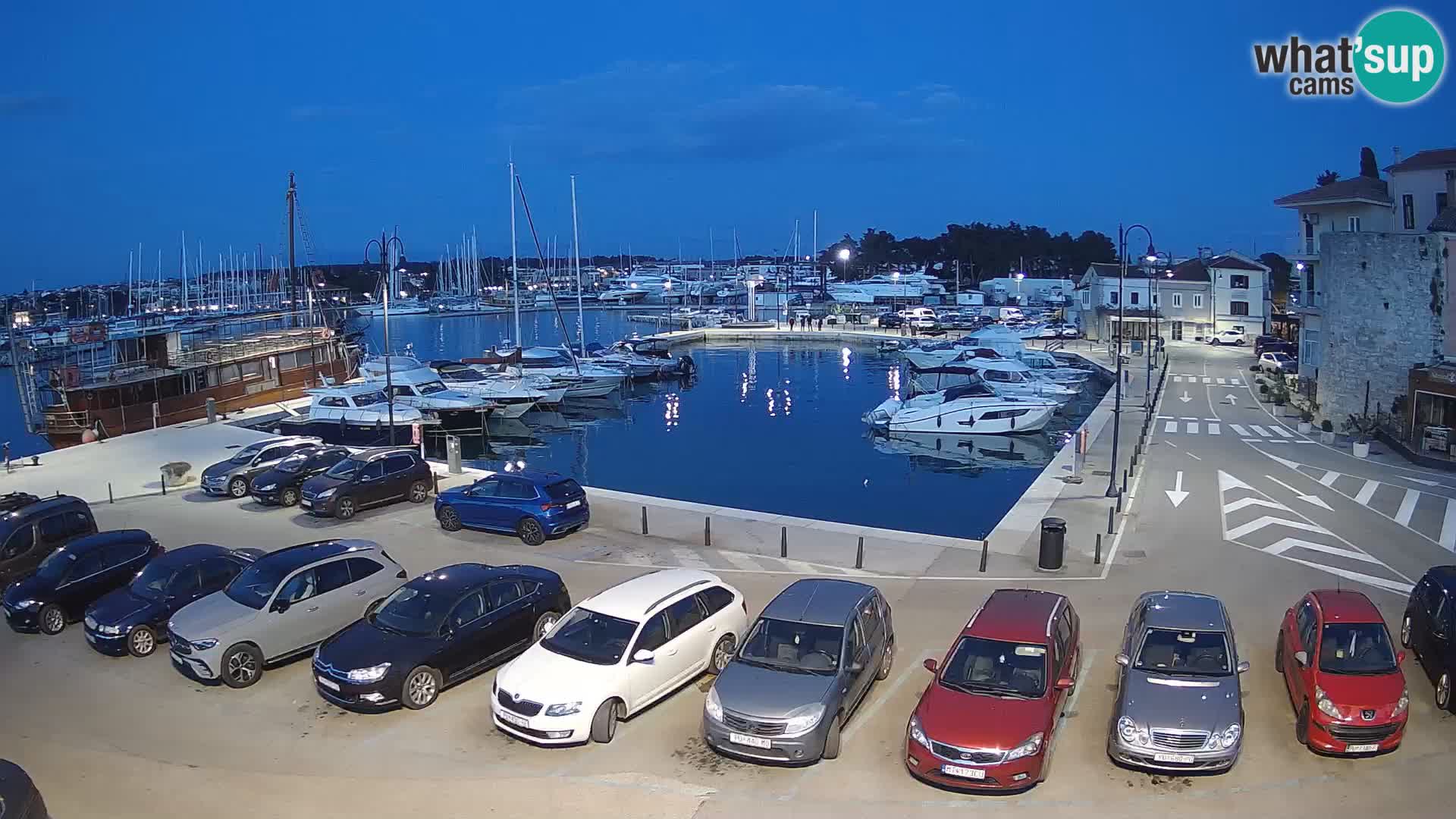 Novigrad | Porporela marina