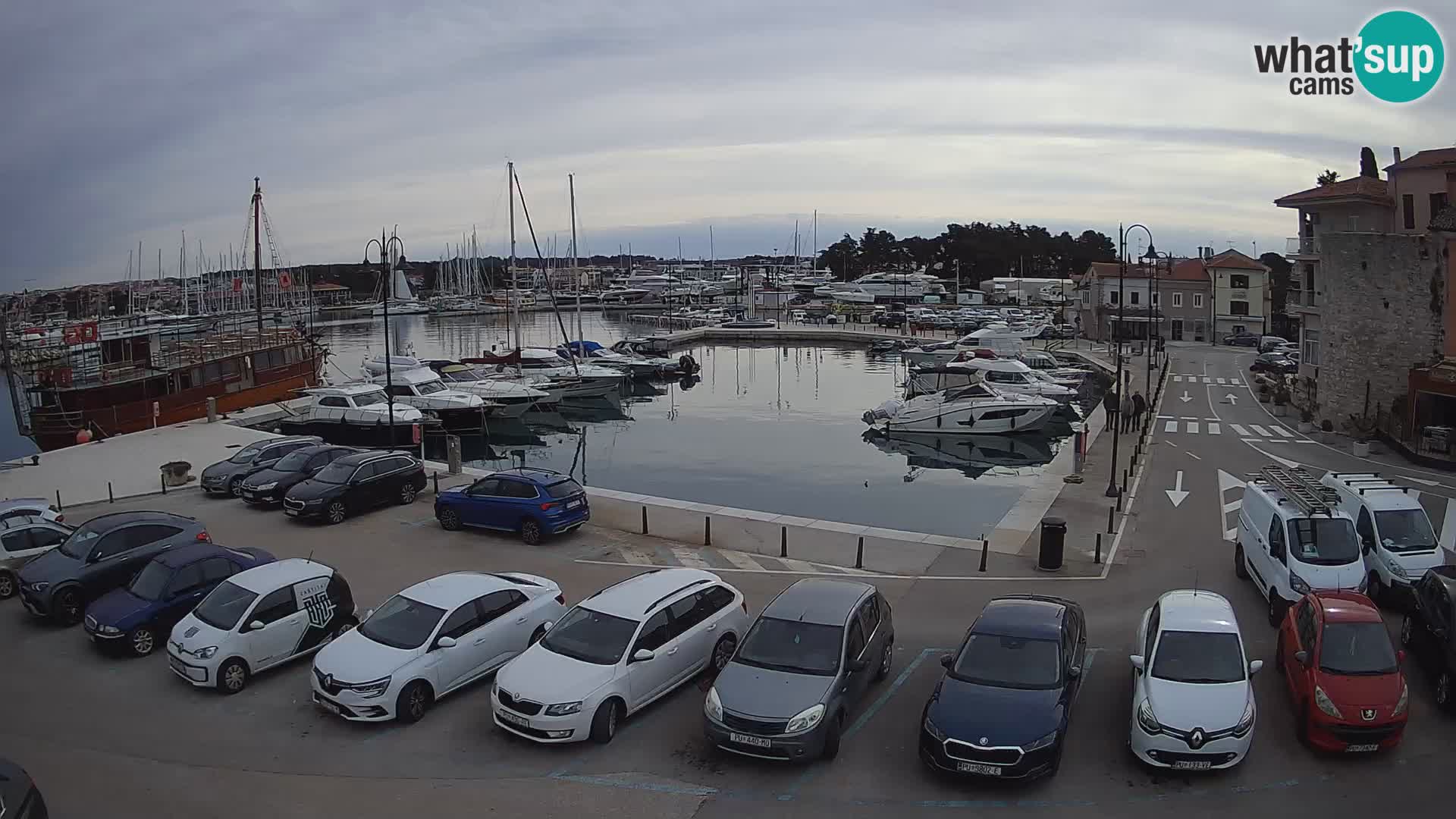 Novigrad | Porporela marina