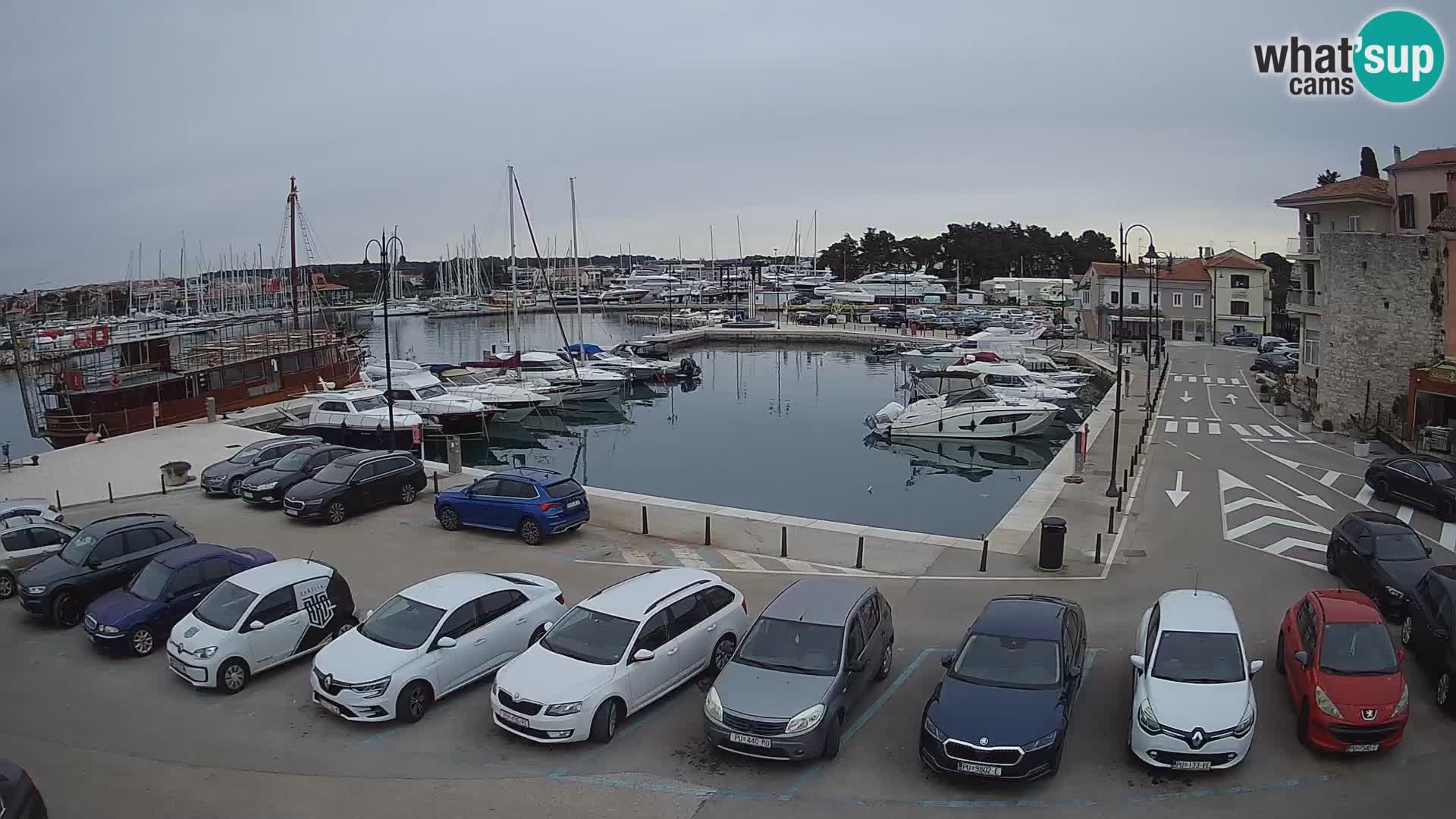 Novigrad | Porporela marina