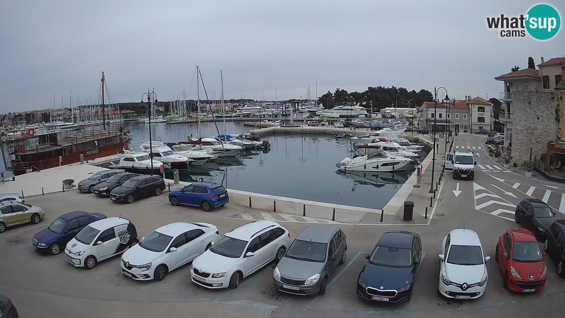 Novigrad | Porporela marina