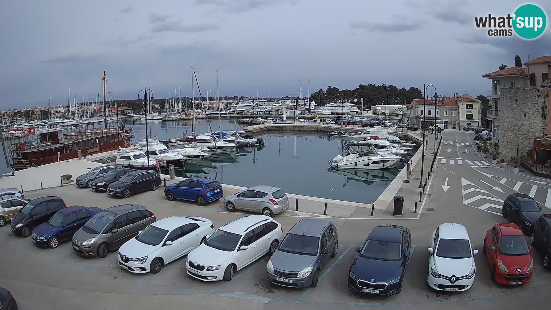 Novigrad | Porporela marina